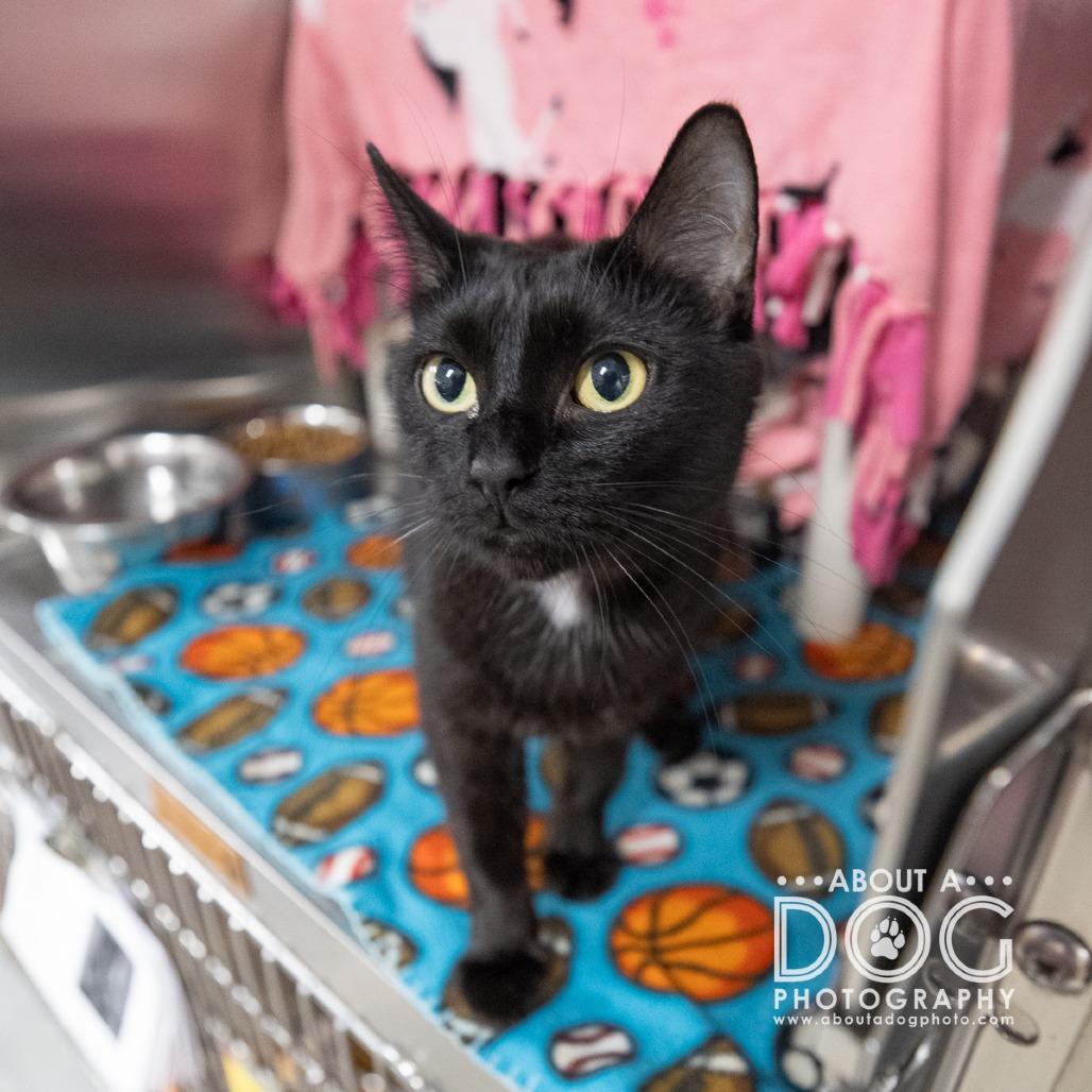 Enlarge Blue, a Adoptable Domestic Short Hair in Saint Cloud, MN image 2/2