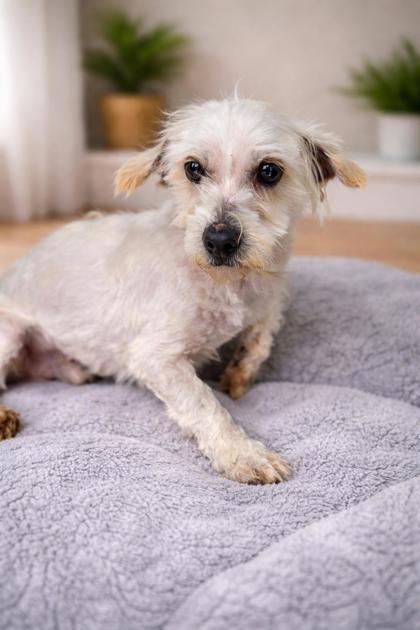 Kane, Adoptable, Adult Male Coton de Tulear.