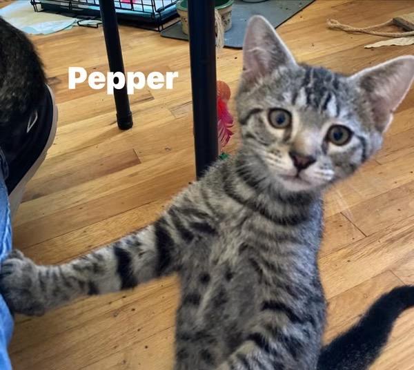 Pepper, Adoptable, Kitten Male Domestic Short Hair.