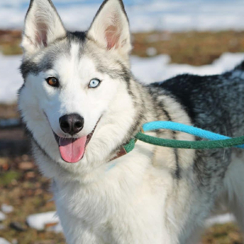 SKYE, adopted, Young Female Husky.