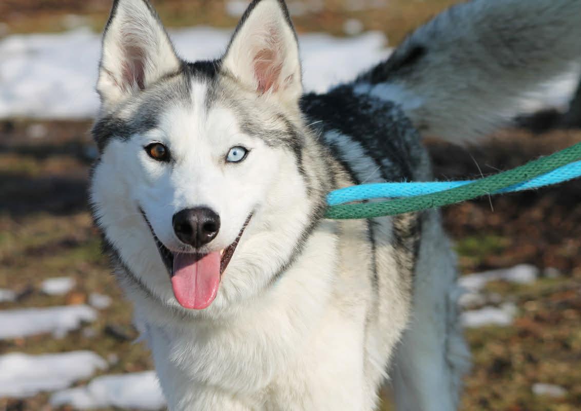 Enlarge SKYE, an adopted Husky in Wyandotte, MI image 3/3