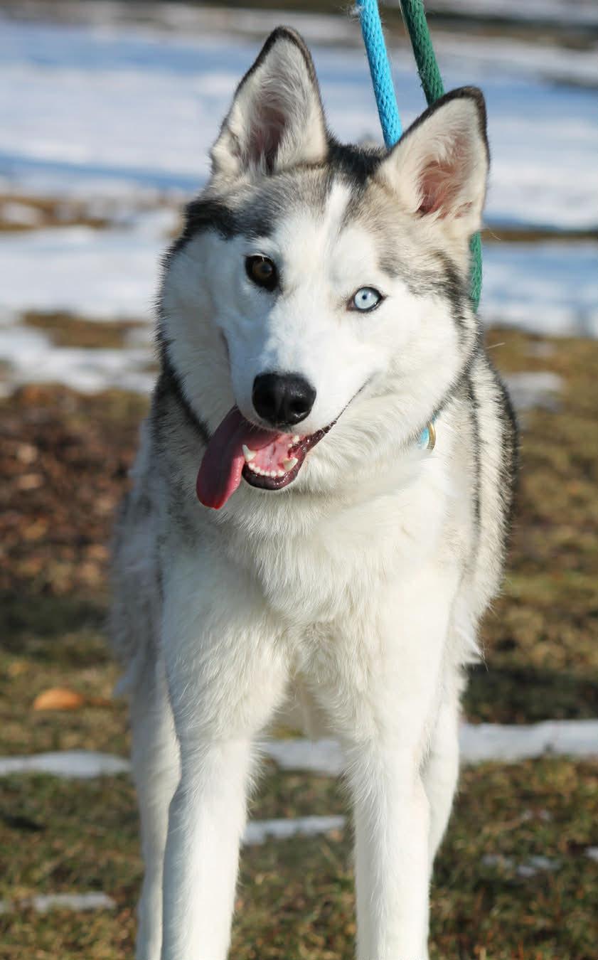 Enlarge SKYE, an adopted Husky in Wyandotte, MI image 2/3