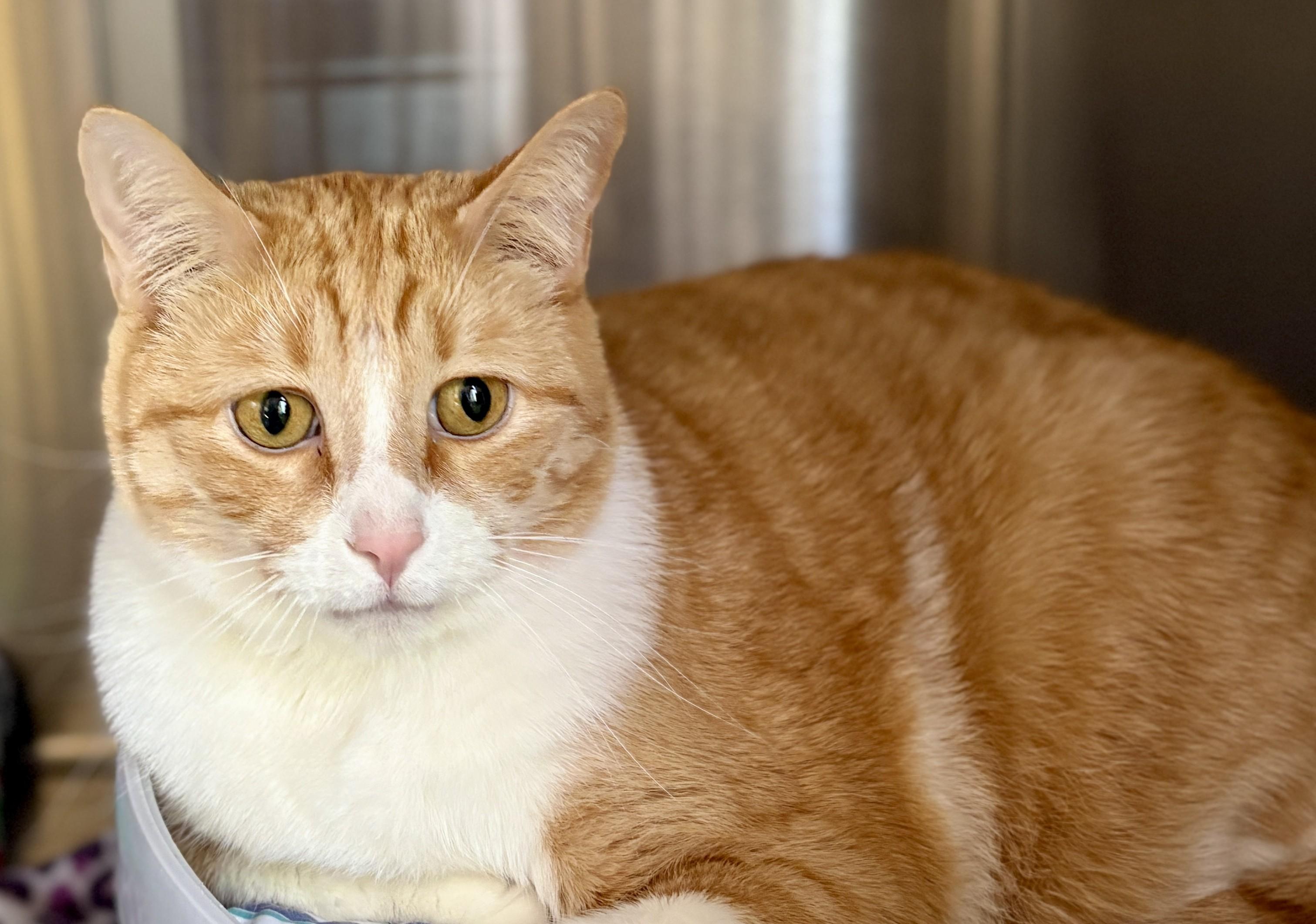 Sunshine, an adopted Domestic Short Hair in Prescott, AZ image 3/4