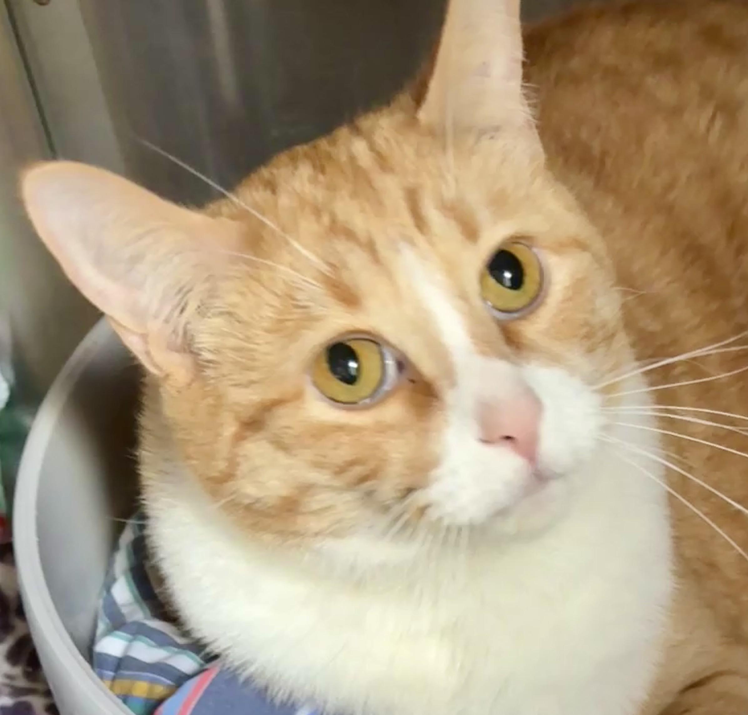 Sunshine, an adopted Domestic Short Hair in Prescott, AZ image 2/4