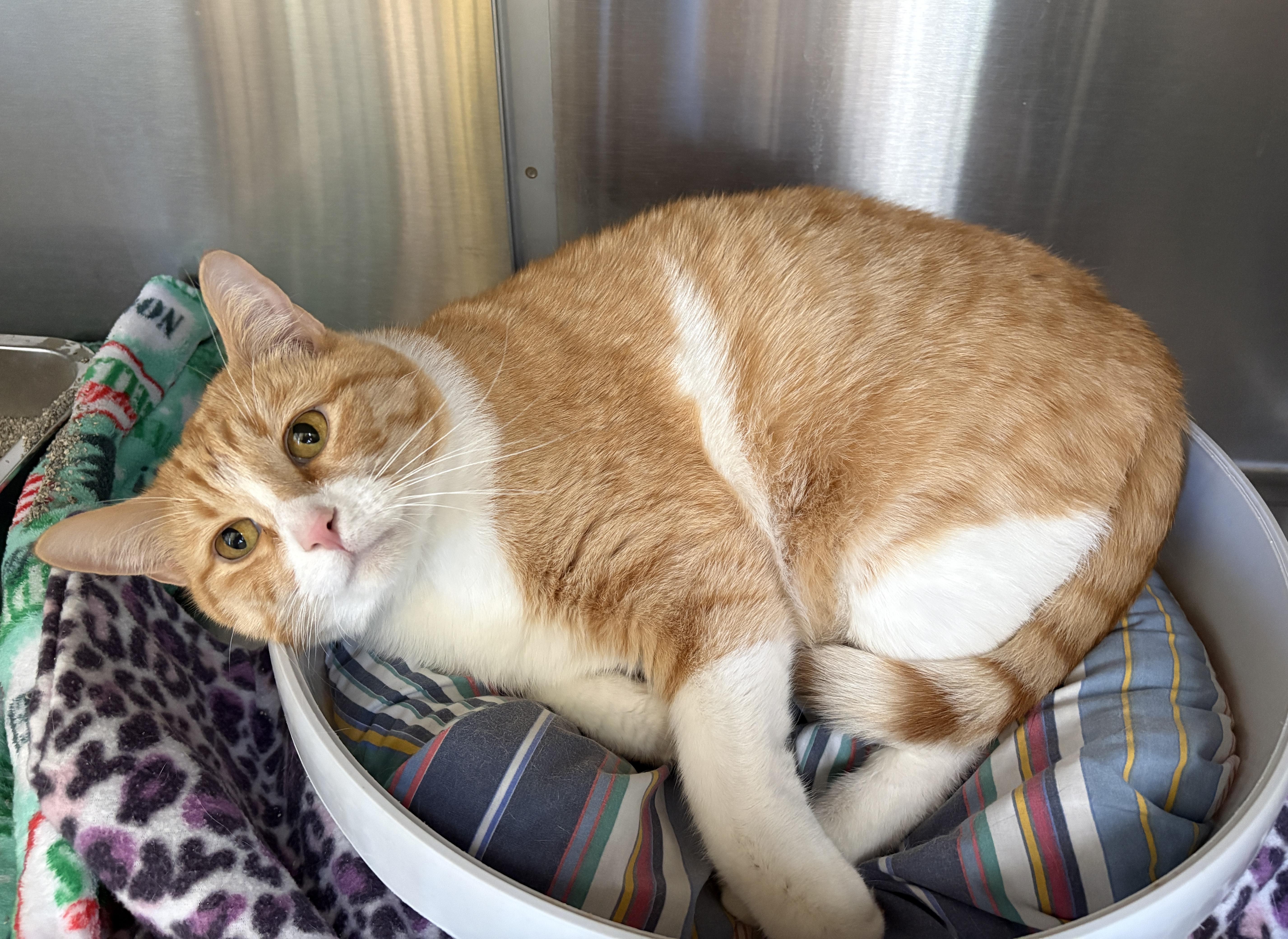 Sunshine, an adopted Domestic Short Hair in Prescott, AZ image 4/4