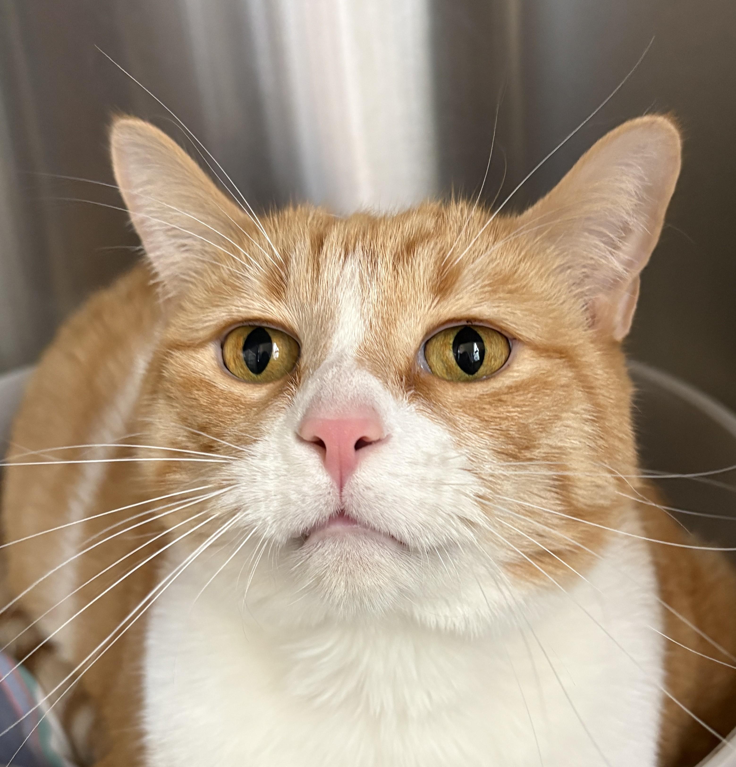 Sunshine, an adopted Domestic Short Hair in Prescott, AZ image 1/4