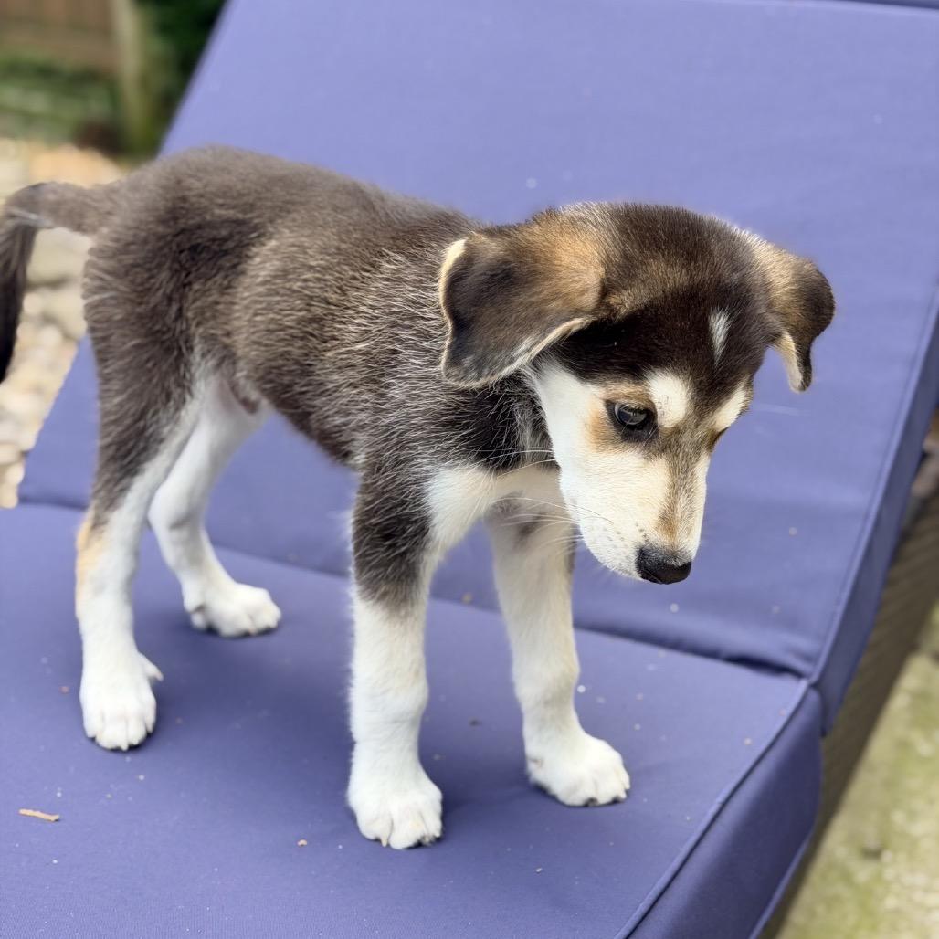 JASPER, an adopted mixed breed in La Grange, KY image 4/4