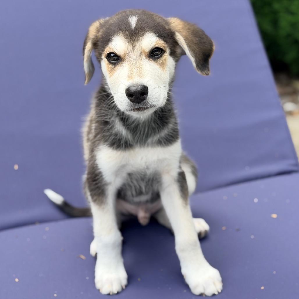 JASPER, an adopted mixed breed in La Grange, KY image 3/4