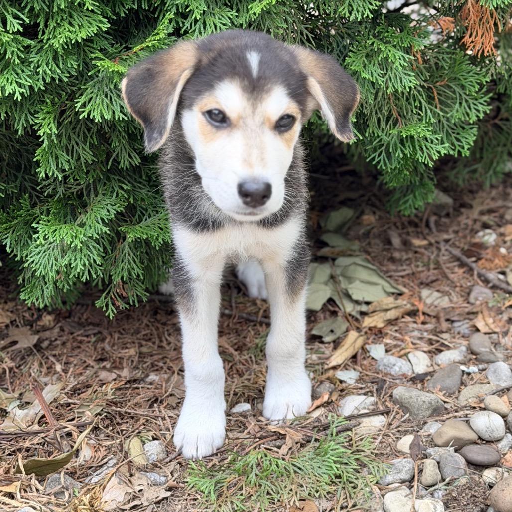 JASPER, an adopted mixed breed in La Grange, KY image 2/4