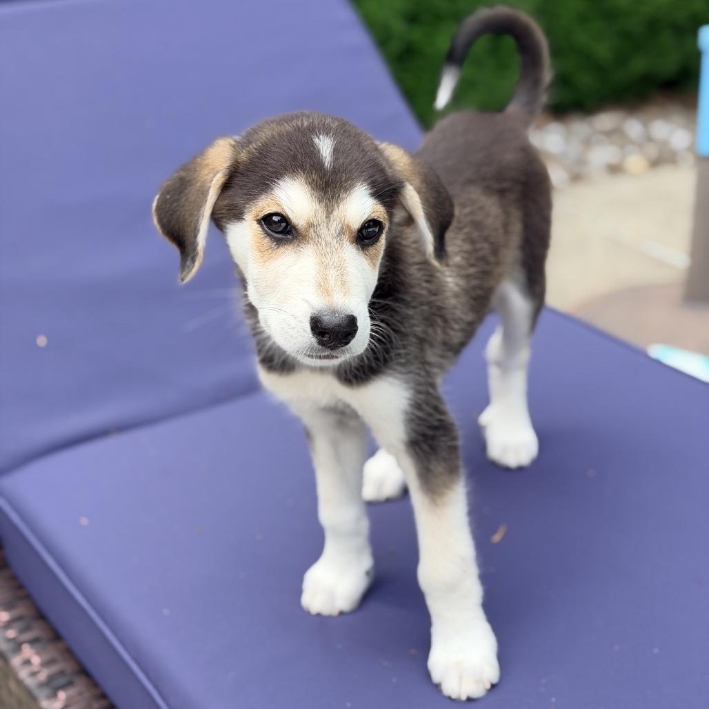 JASPER, adopted, Puppy Male Golden Retriever.