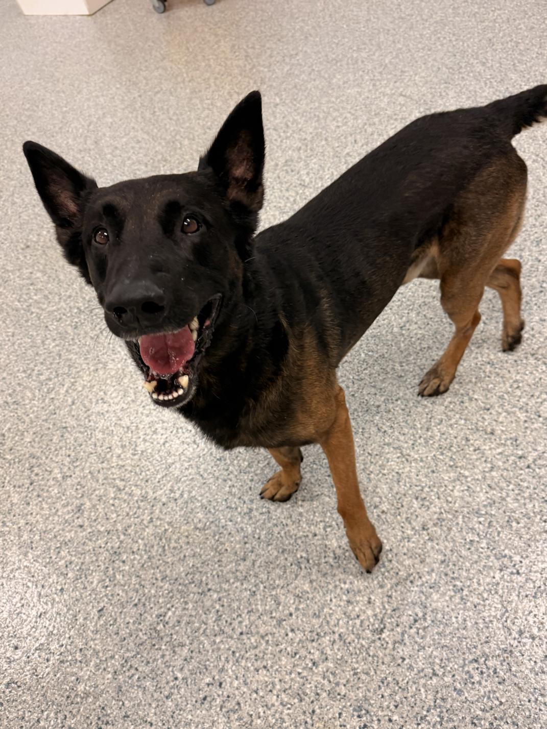 Zeus, a ADOPTABLE Belgian Shepherd / Malinois in Duxbury, MA image 2/2