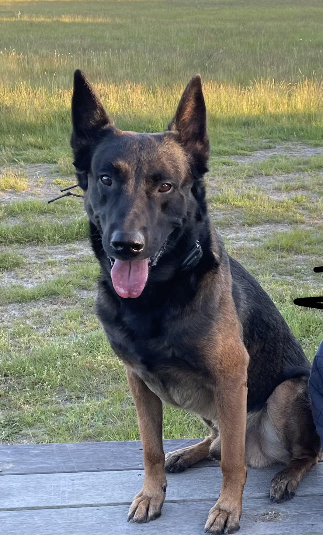 Zeus, ADOPTABLE, Adult Male Belgian Shepherd / Malinois.