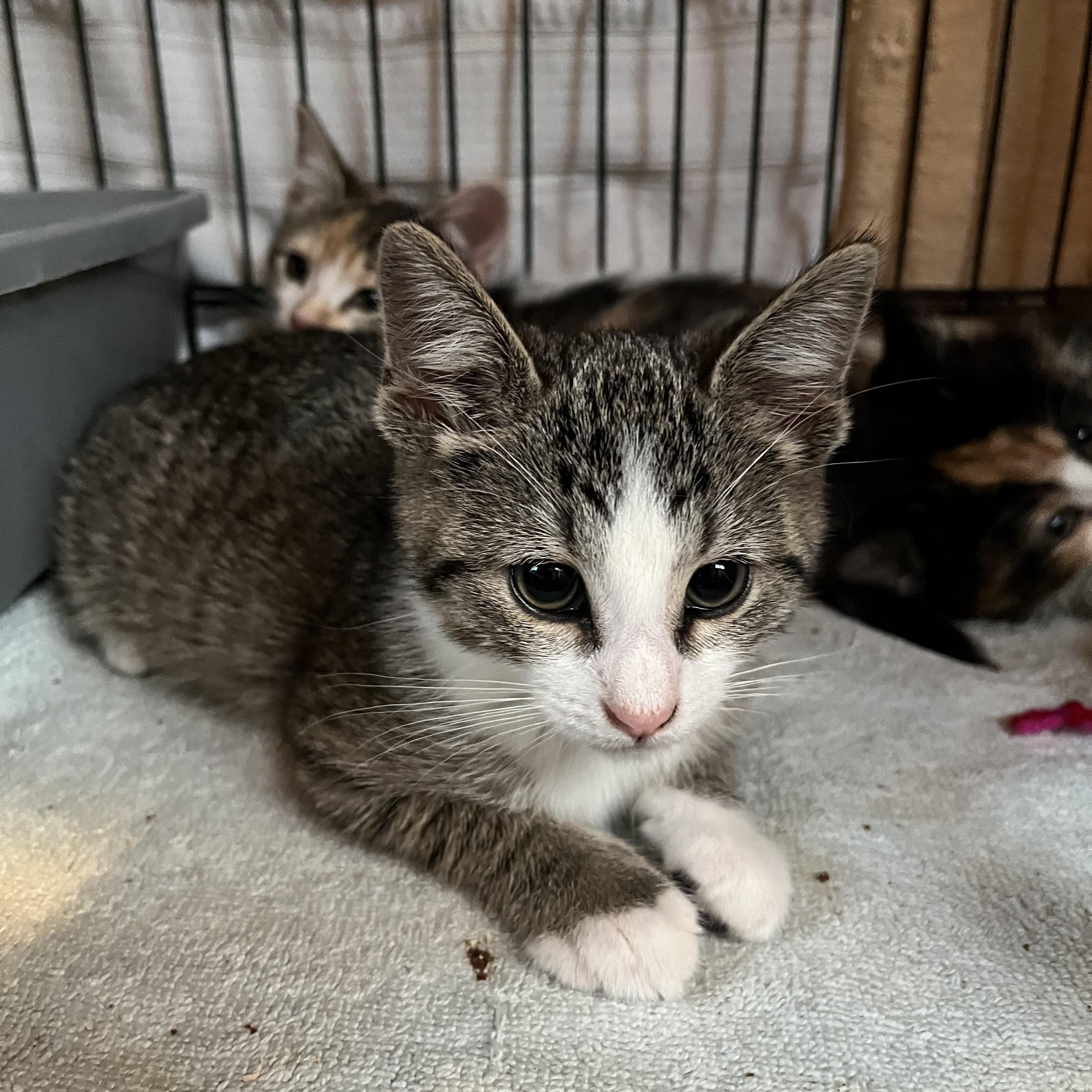 Enlarge Molly, an adopted Domestic Short Hair in Salisbury, MA image 4/6