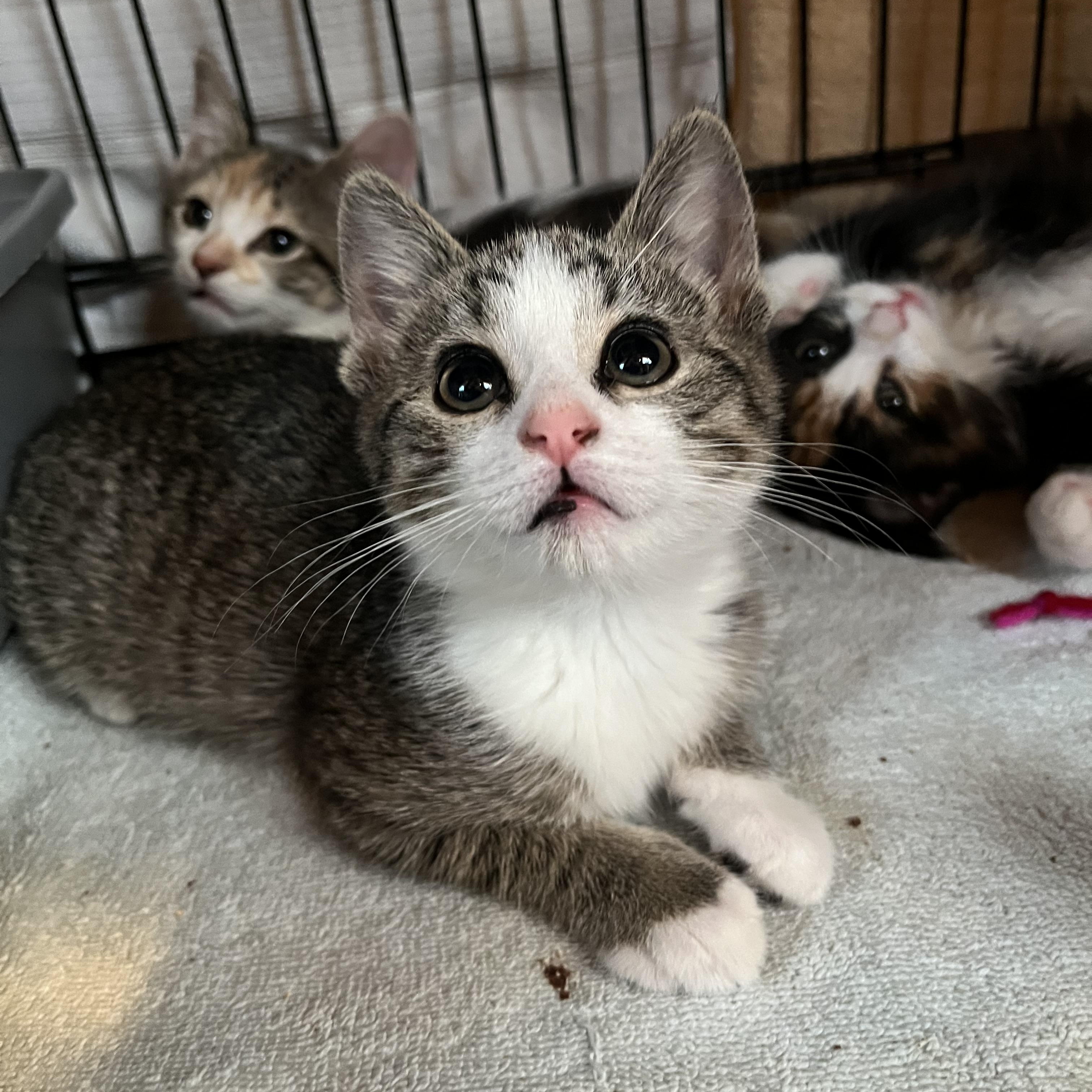 Enlarge Molly, an adopted Domestic Short Hair in Salisbury, MA image 2/6