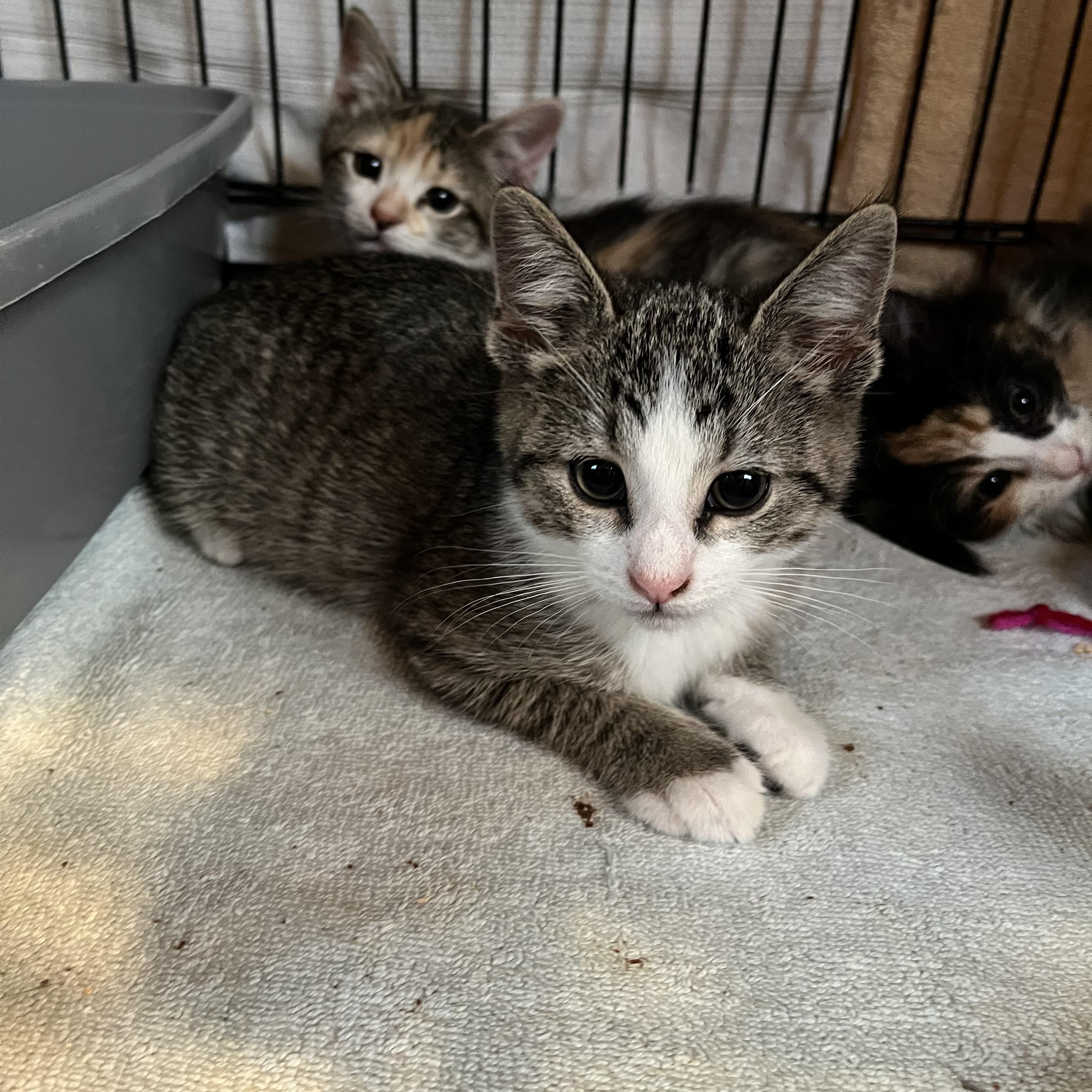 Enlarge Molly, an adopted Domestic Short Hair in Salisbury, MA image 5/6