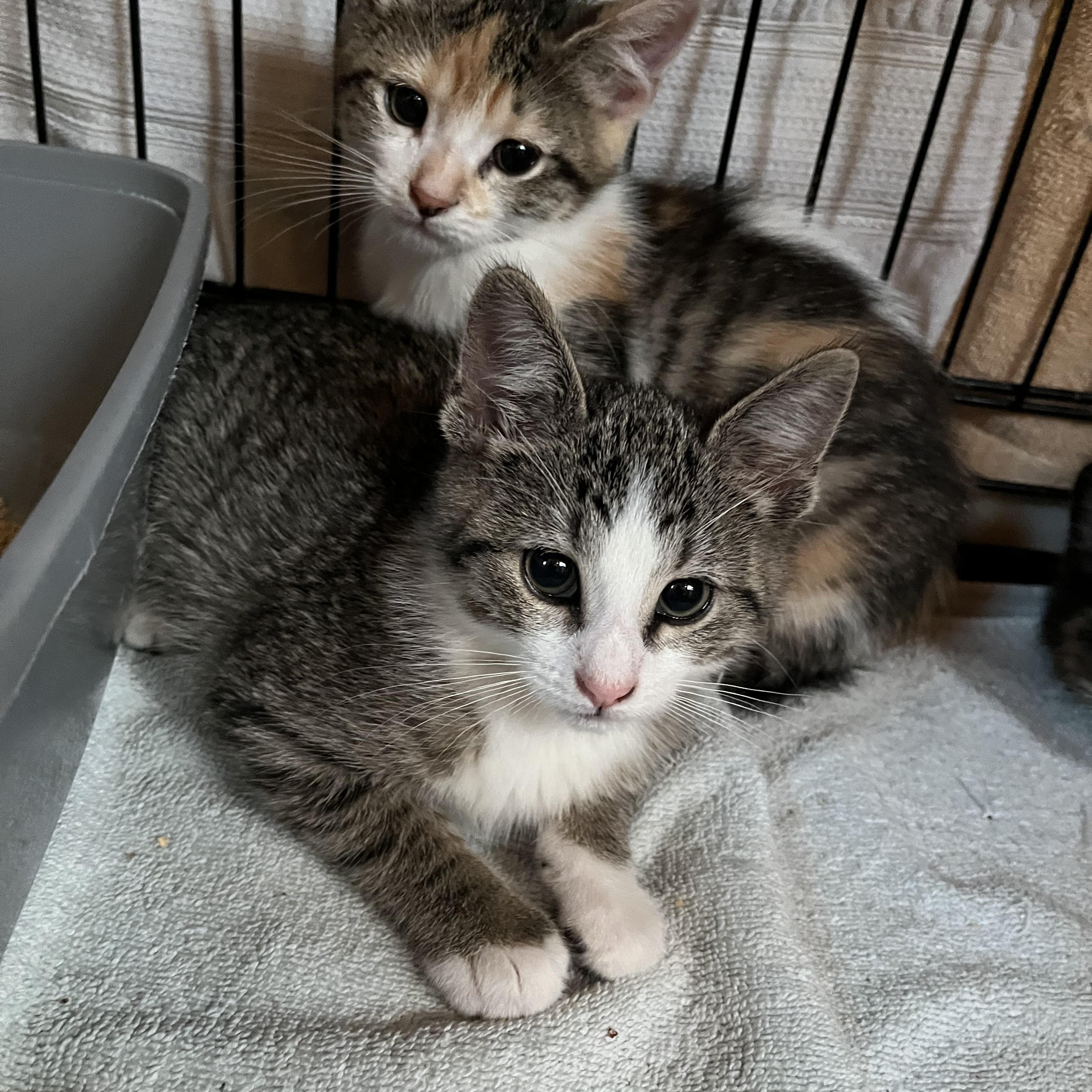 Enlarge Molly, an adopted Domestic Short Hair in Salisbury, MA image 3/6