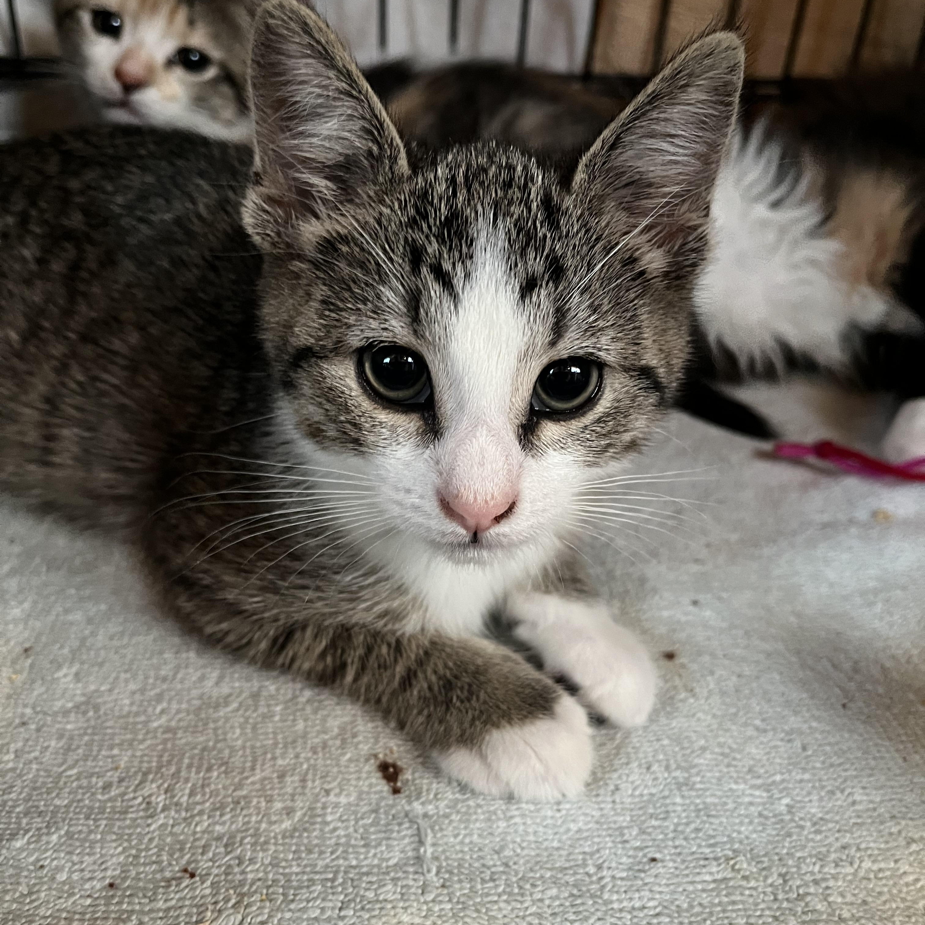 Enlarge Molly, an adopted Domestic Short Hair in Salisbury, MA image 1/6