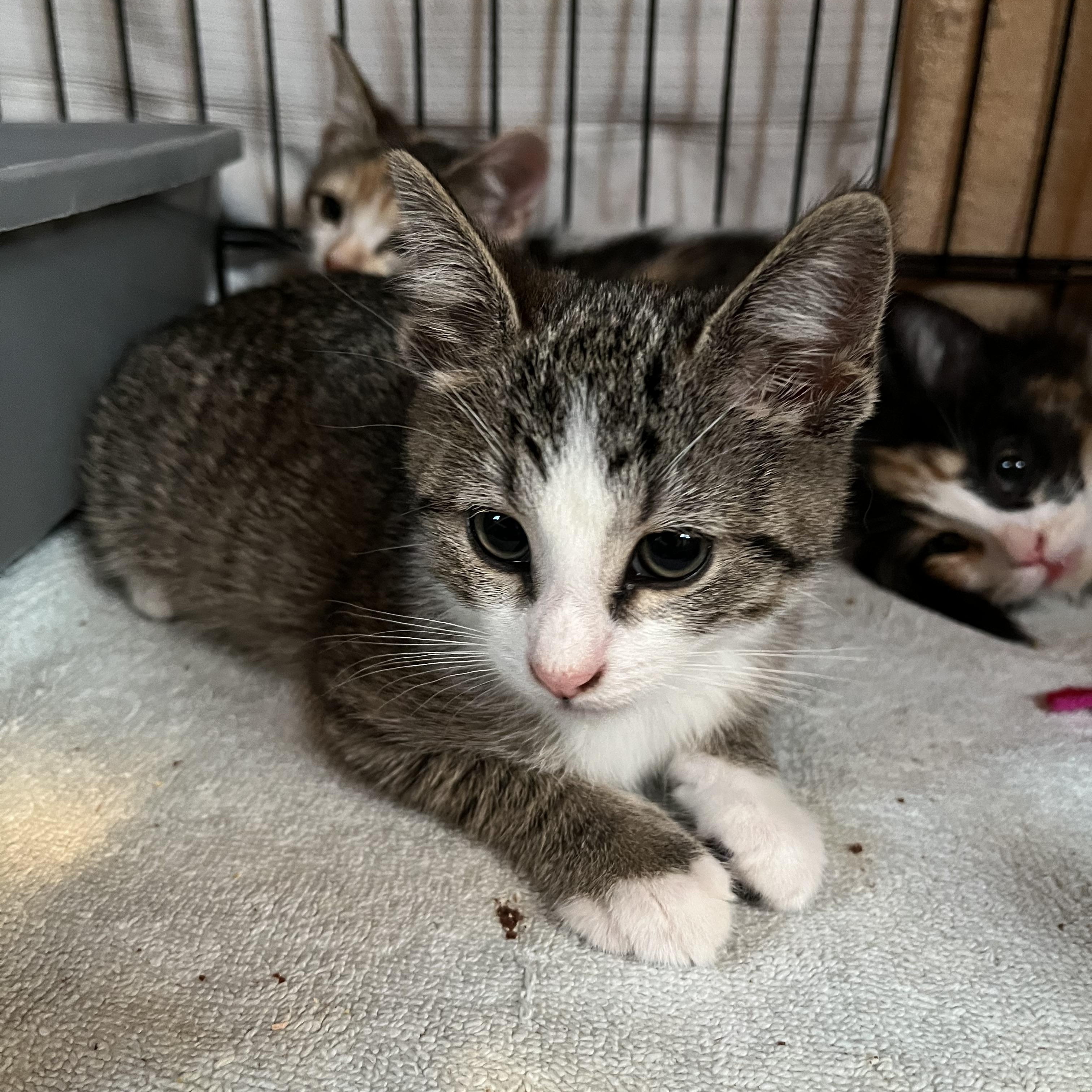 Enlarge Molly, an adopted Domestic Short Hair in Salisbury, MA image 6/6