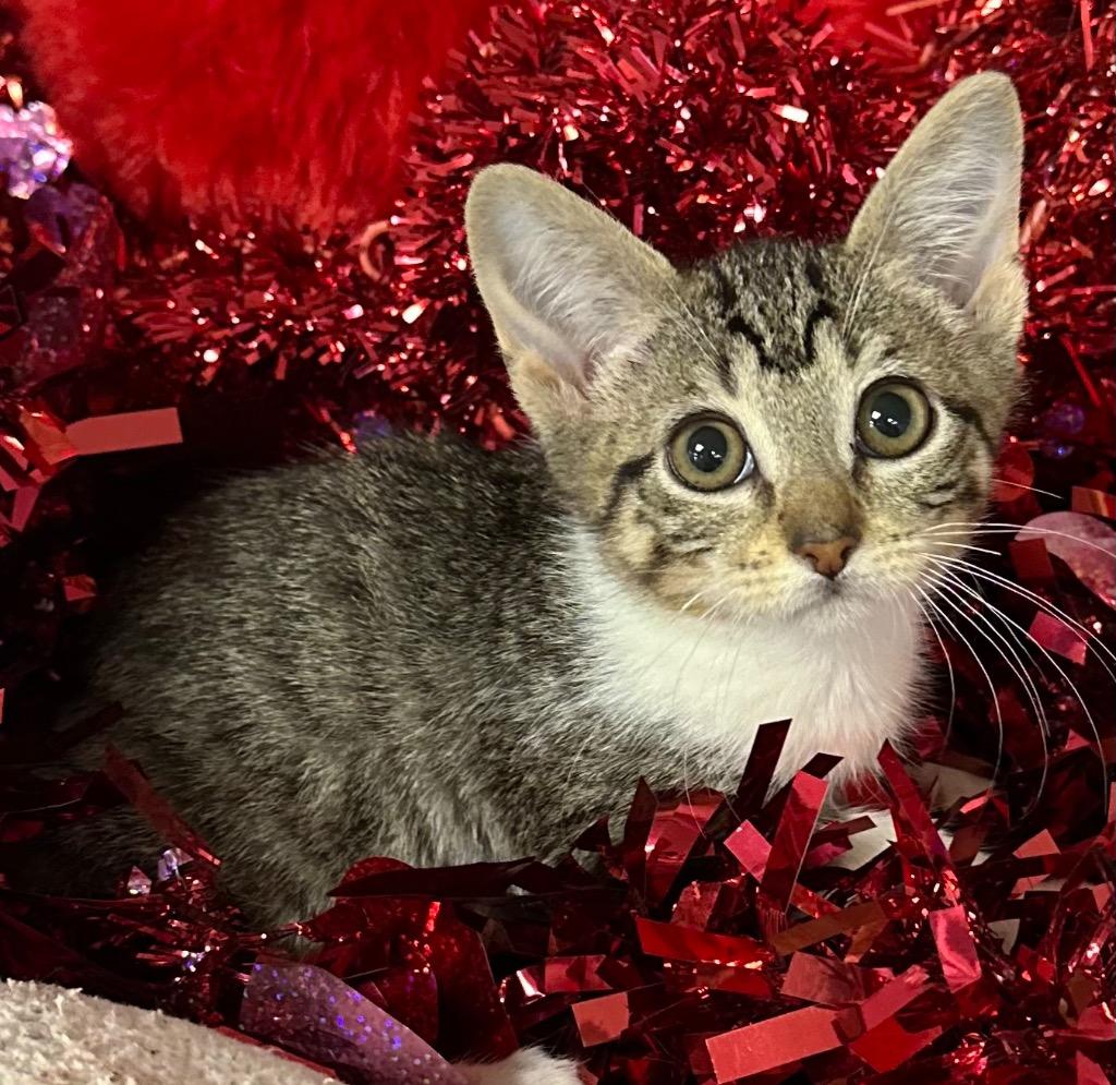 1/26/26 Ruby, Adoptable, Kitten Female Domestic Short Hair.