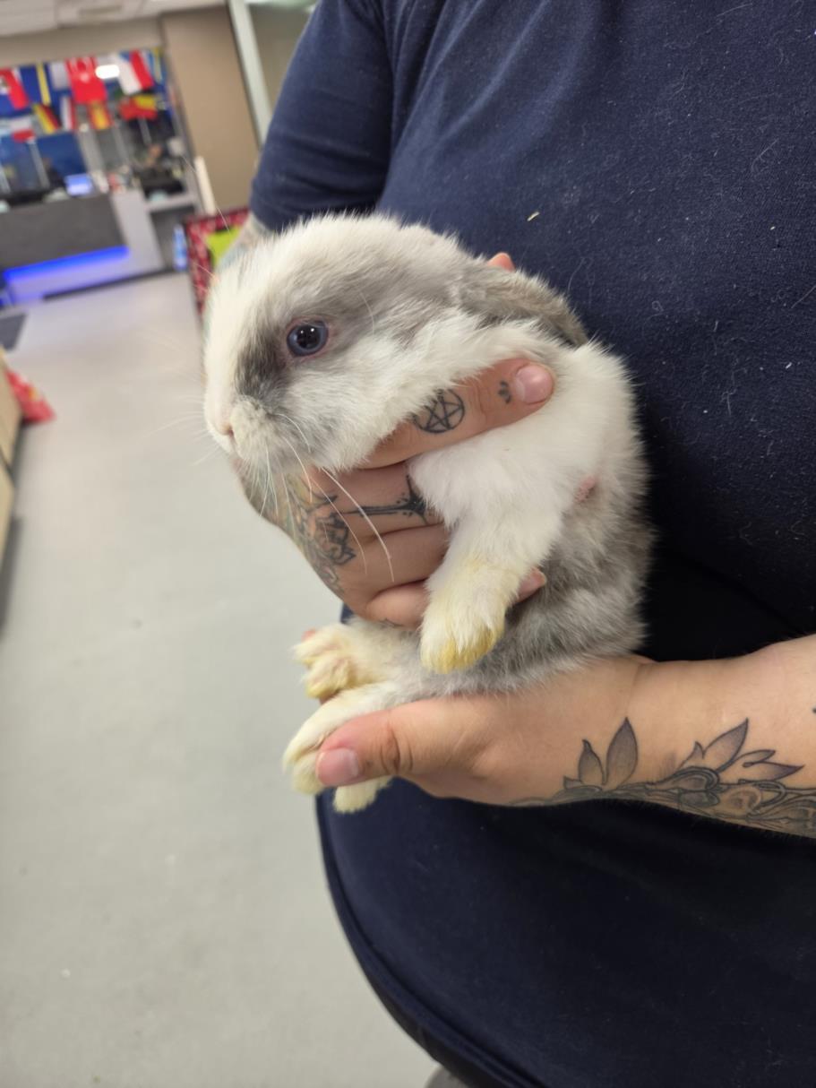 Enlarge Galaxy, an adopted Bunny Rabbit in Mississauga, ON image 1/1