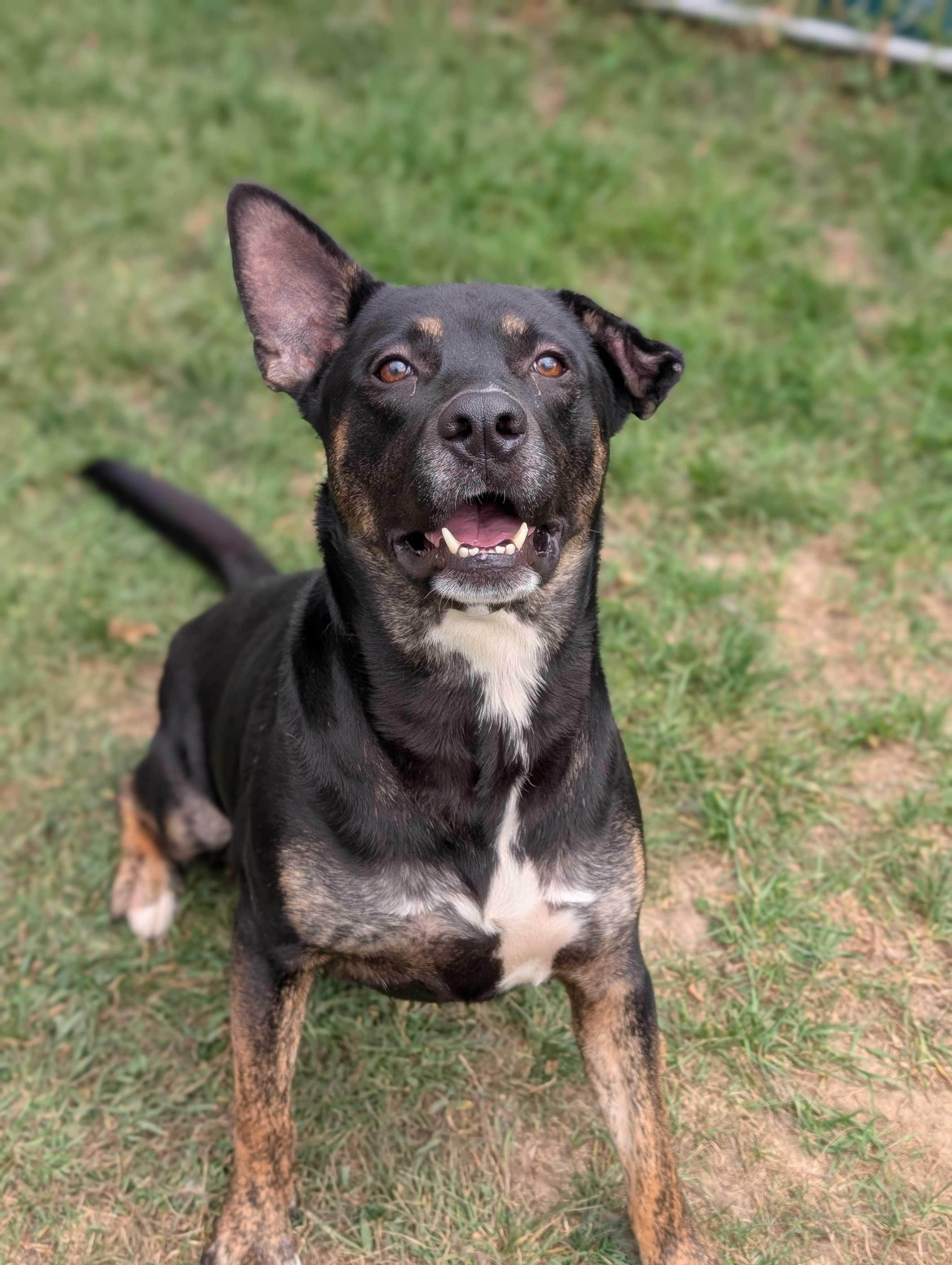 Pablo, a Adoptable mixed breed in Lafayette, NJ image 2/4