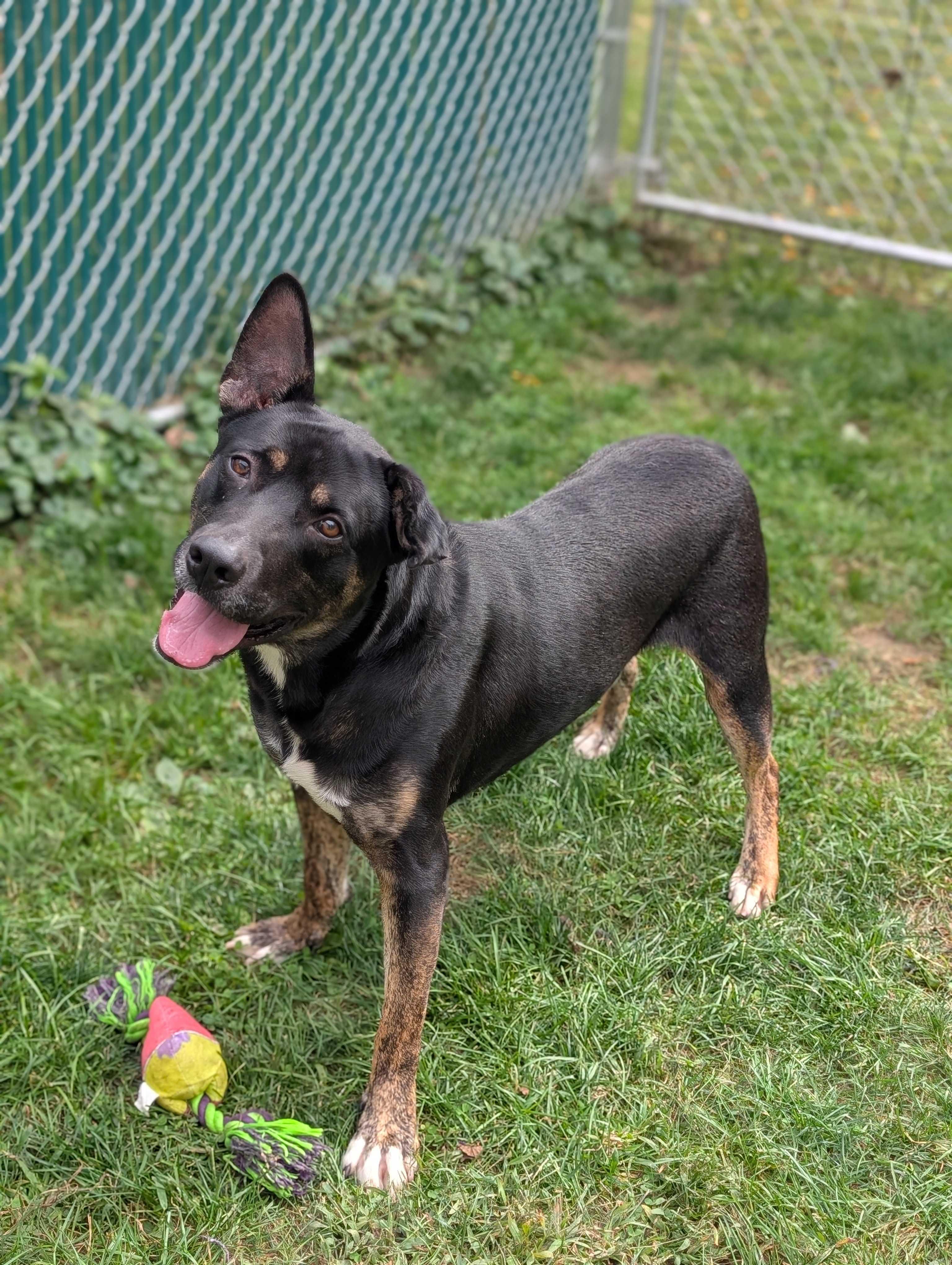 Pablo, Adoptable, Adult Male Shepherd.