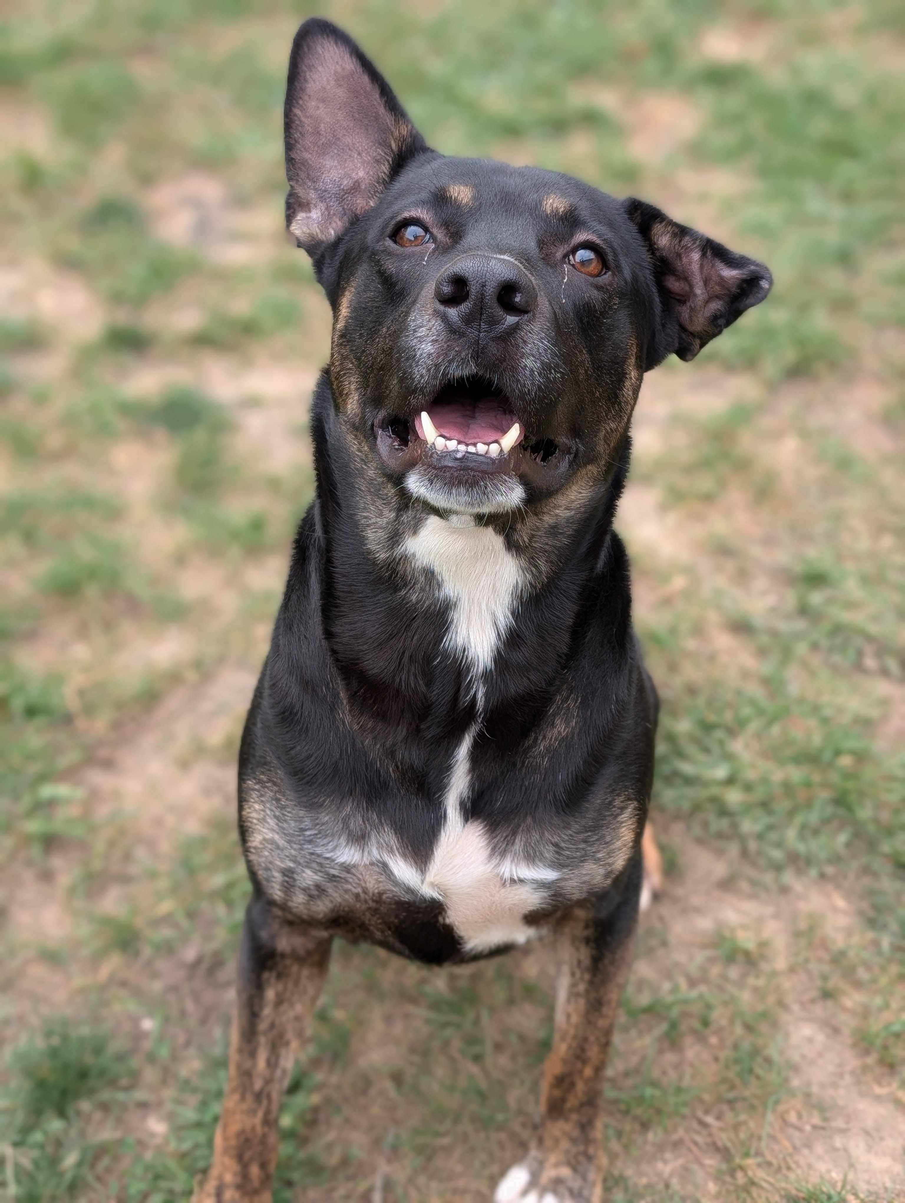 Pablo, a Adoptable mixed breed in Lafayette, NJ image 4/4