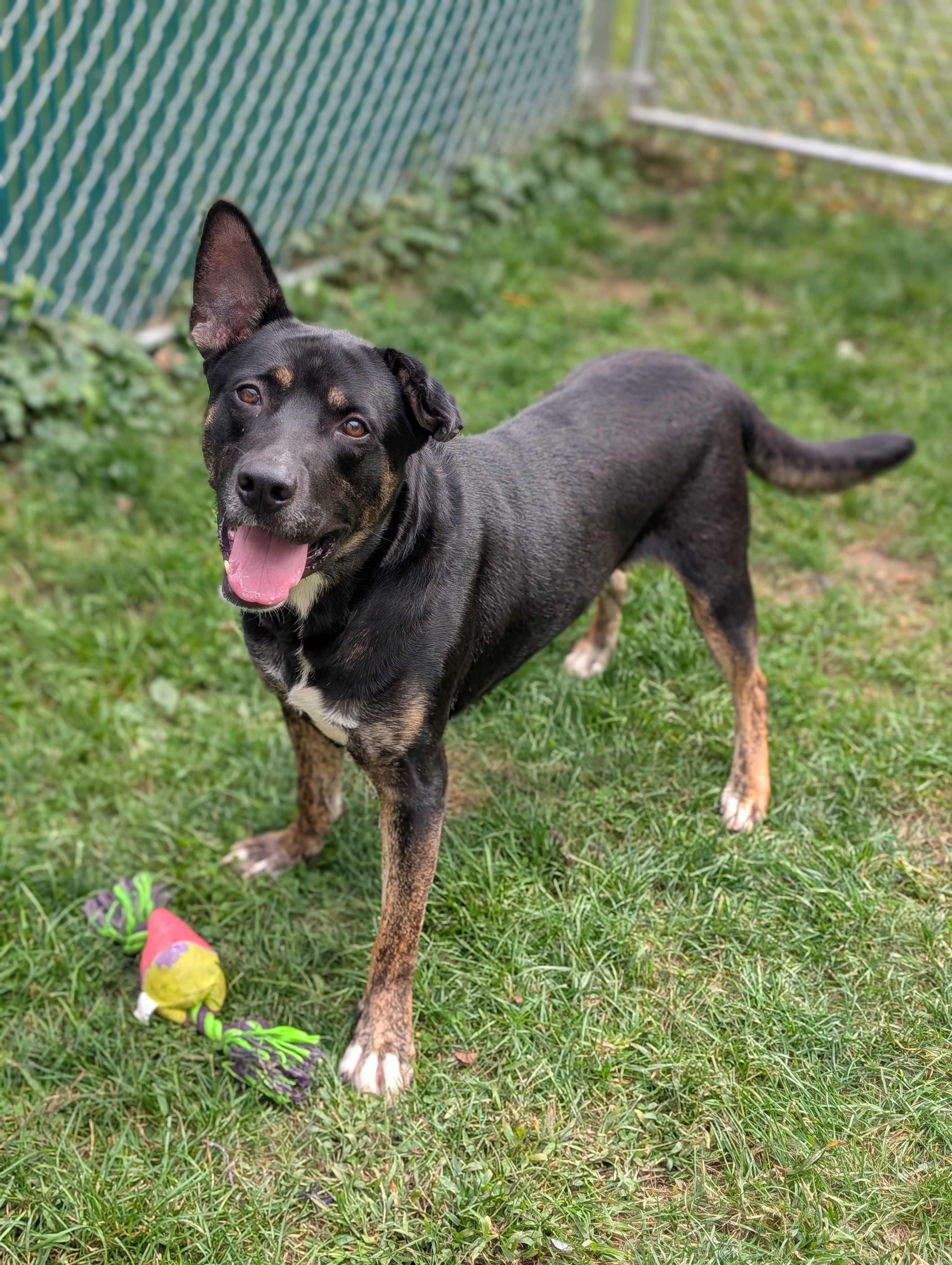 Pablo, a Adoptable mixed breed in Lafayette, NJ image 3/4
