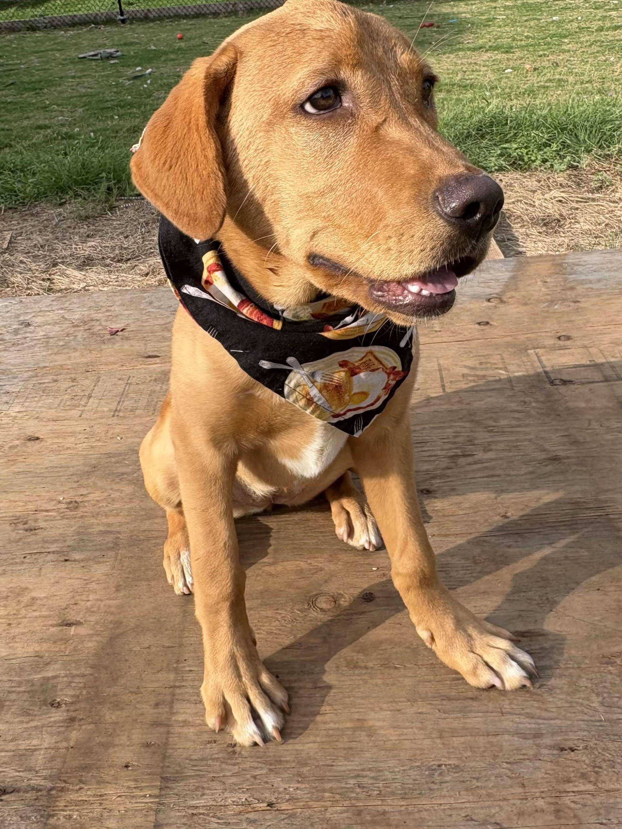 Enlarge Cleo, a ADOPTABLE mixed breed in Austin, TX image 2/5