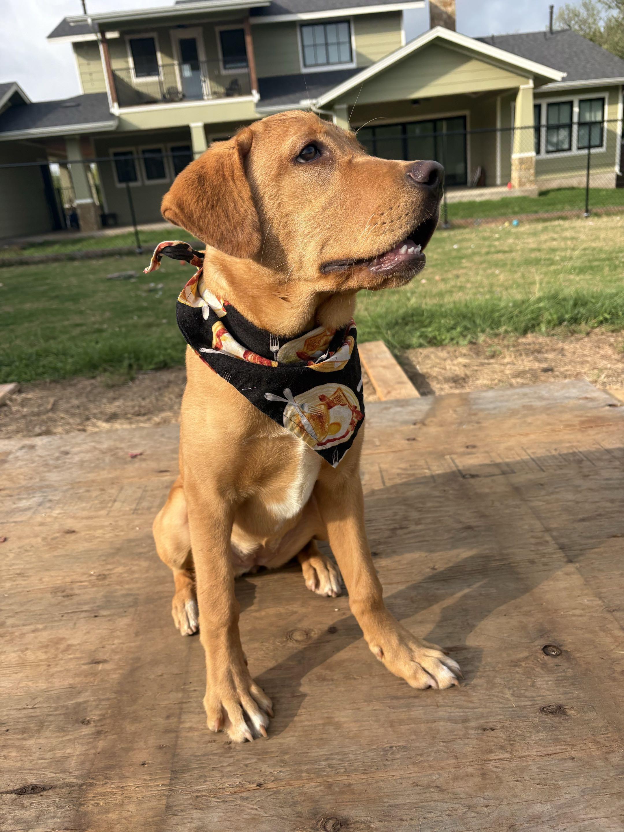 Enlarge Cleo, a ADOPTABLE mixed breed in Austin, TX image 3/5