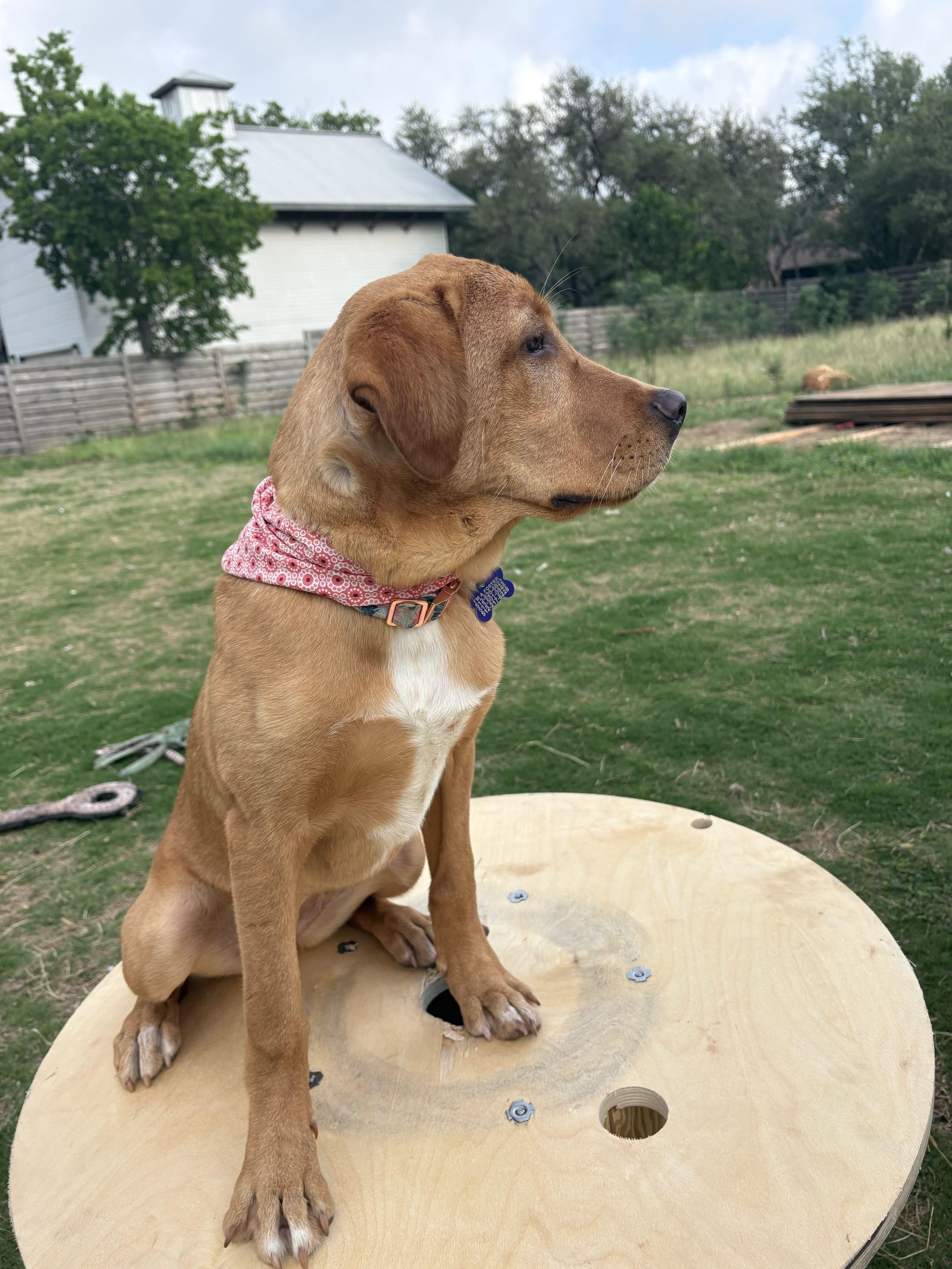 Enlarge Cleo, a ADOPTABLE mixed breed in Austin, TX image 5/5