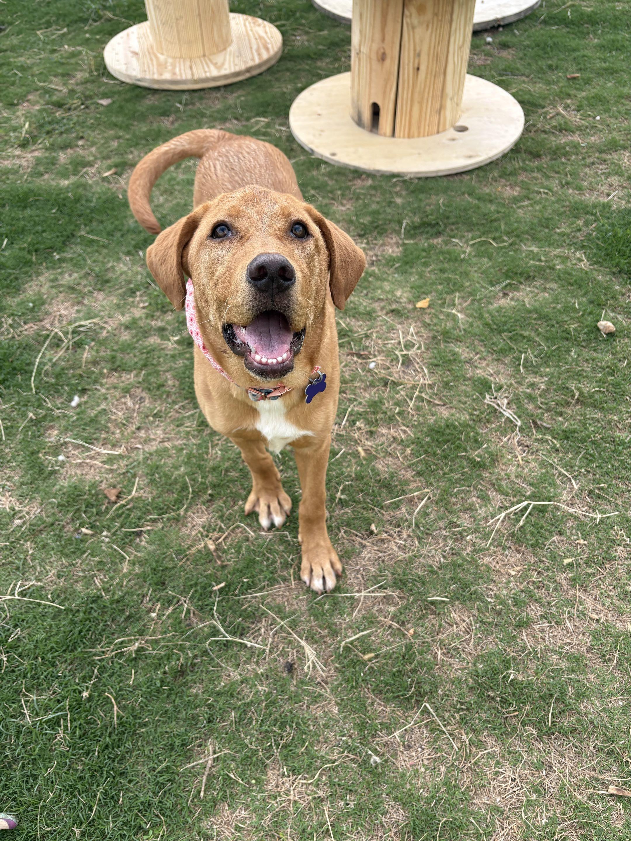 Enlarge Cleo, a ADOPTABLE mixed breed in Austin, TX image 4/5