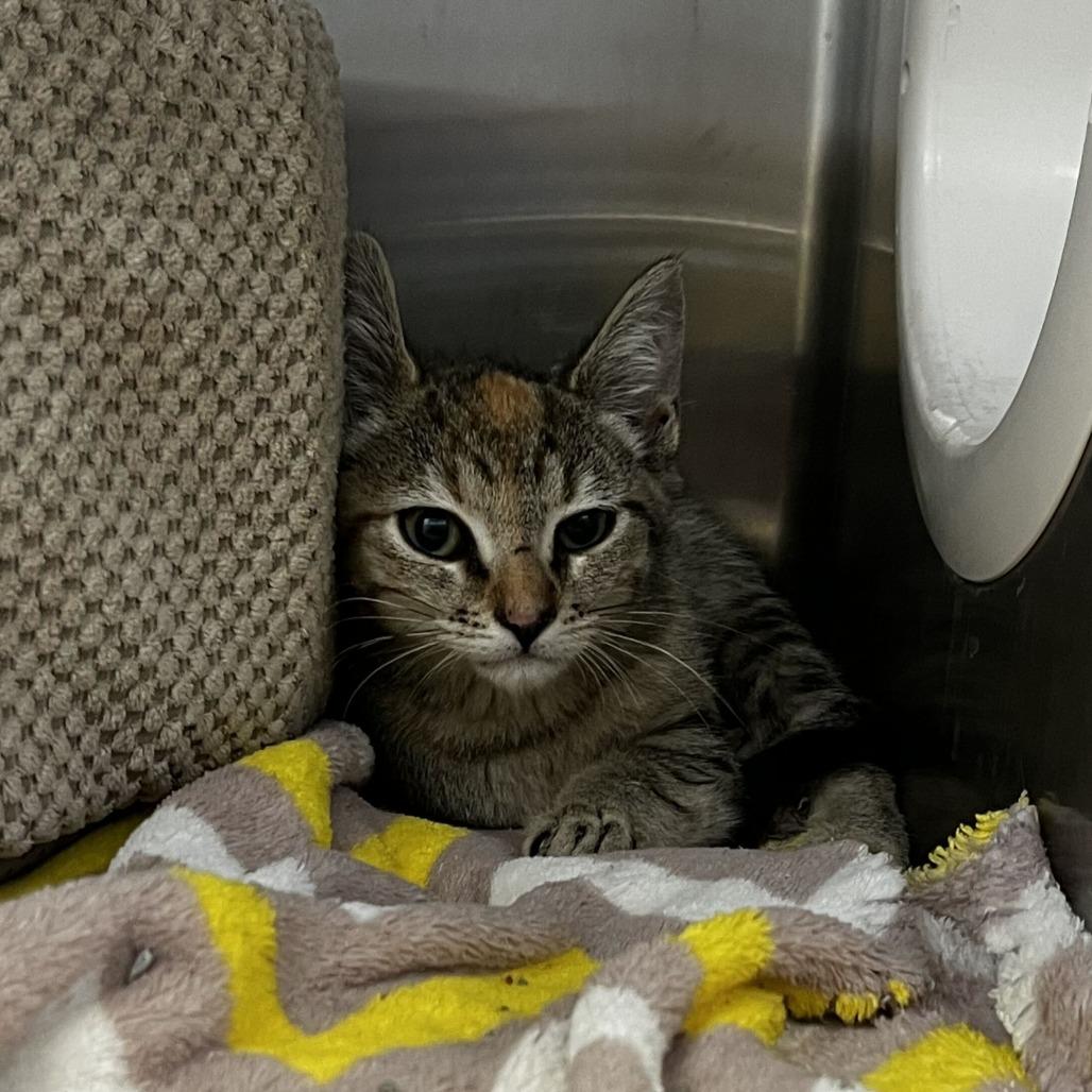 Katniss (26-4C-1), Adoptable, Kitten Female Domestic Short Hair.