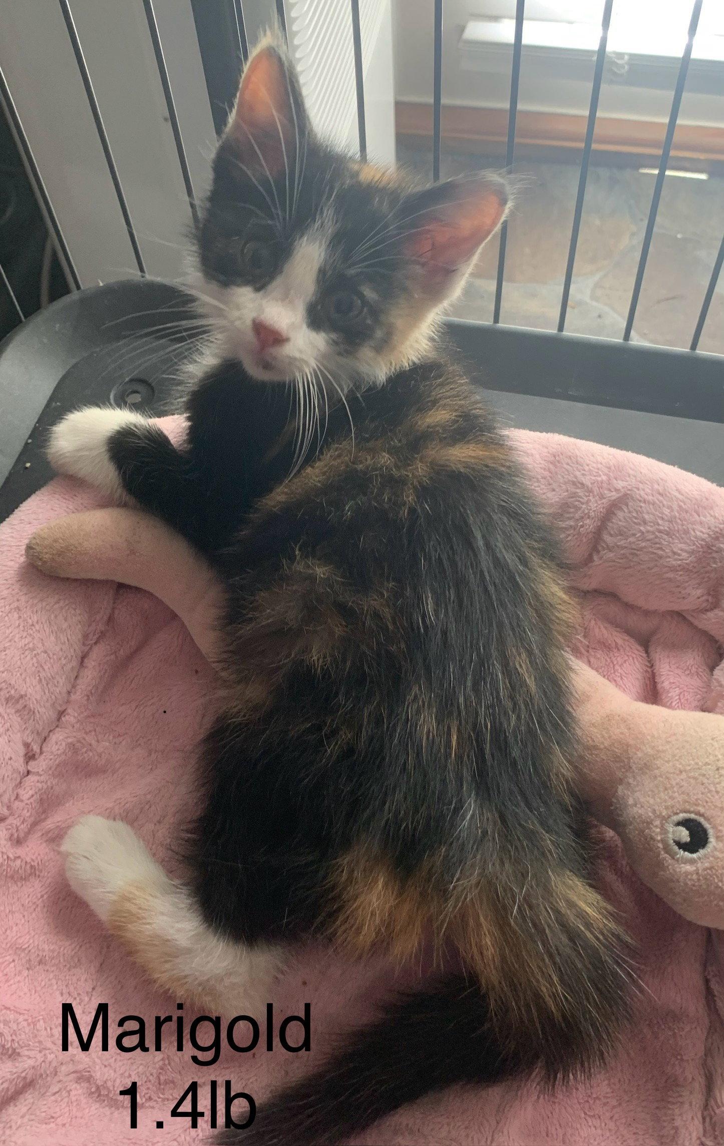 Enlarge Marigold  ( rt), a Adoptable Domestic Short Hair in White Bluff, TN image 1/1