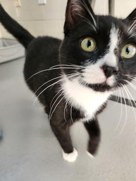 Enlarge Porter, a Adoptable mixed breed in Healdsburg, CA image 1/3