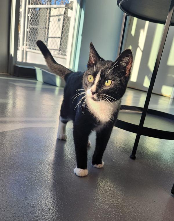 Enlarge Porter, a Adoptable mixed breed in Healdsburg, CA image 3/3