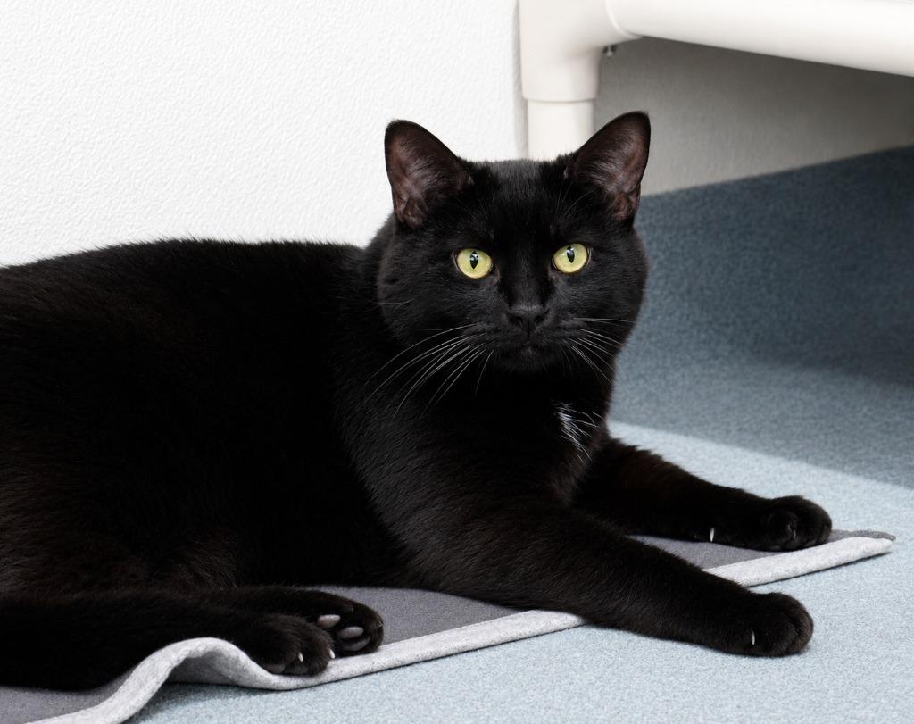 Enlarge Geordi (FKA Toothless), a Adoptable mixed breed in Cumberland, ME image 1/2