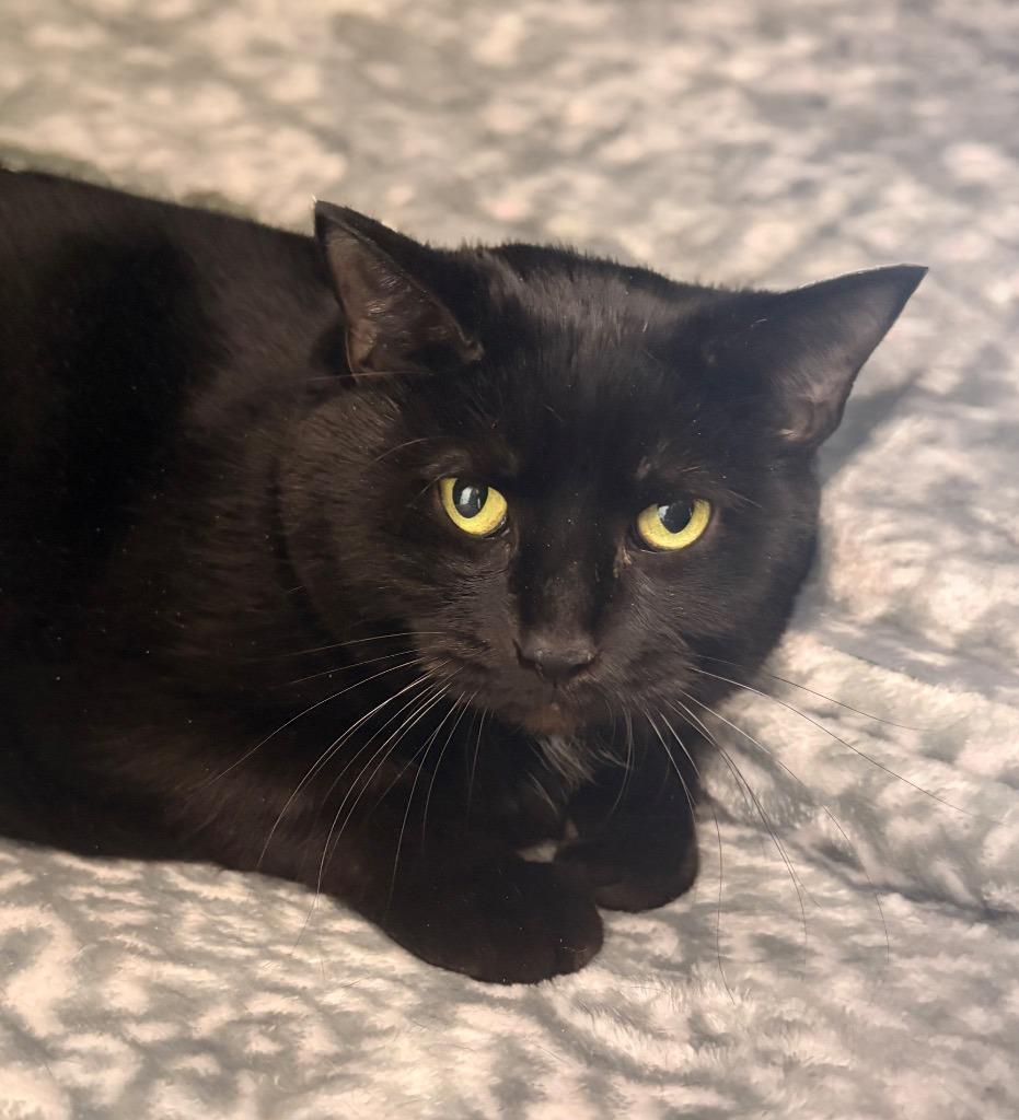 Enlarge Geordi (FKA Toothless), a Adoptable mixed breed in Cumberland, ME image 2/2