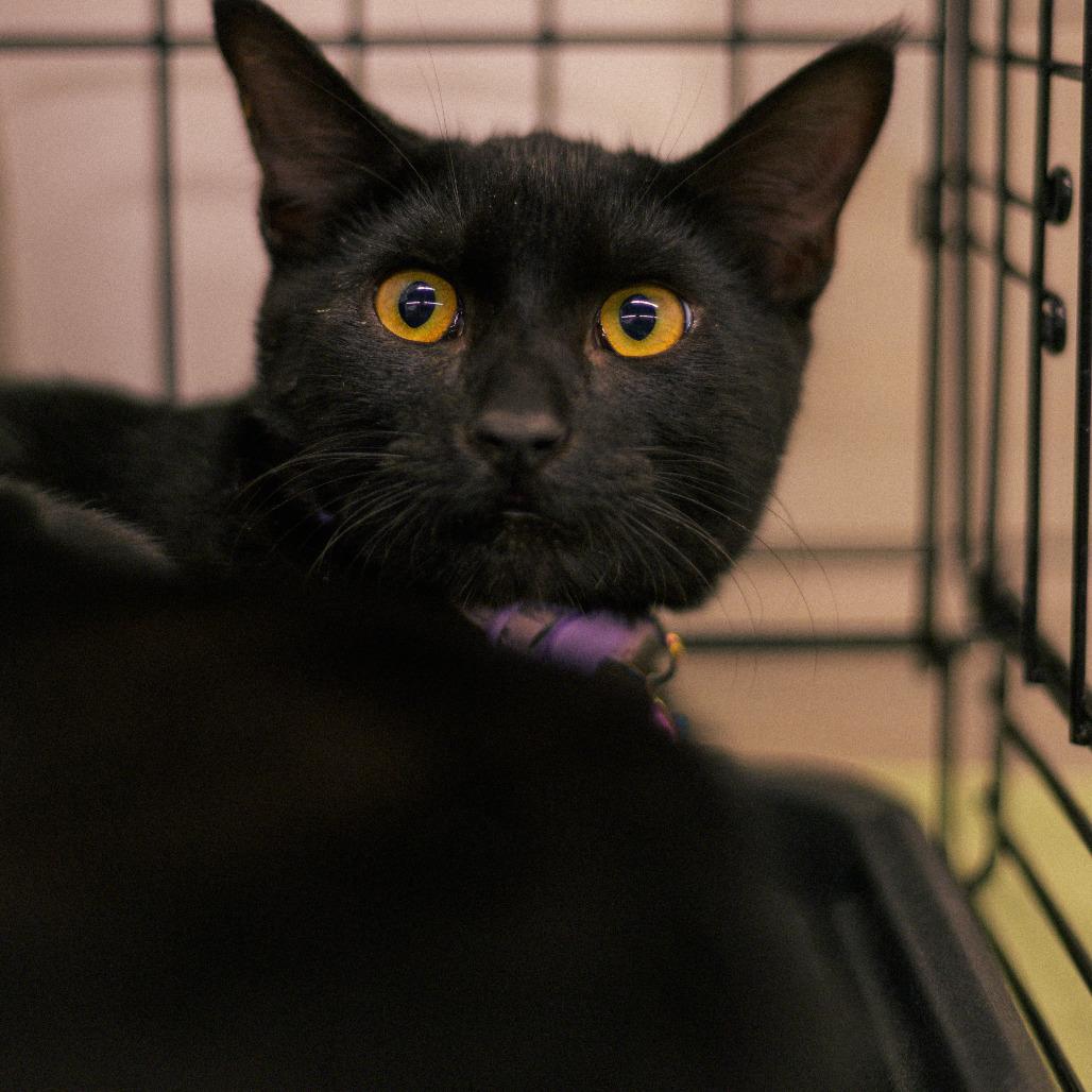 Enlarge Binx, a Adoptable Domestic Short Hair in Vallejo, CA image 1/3
