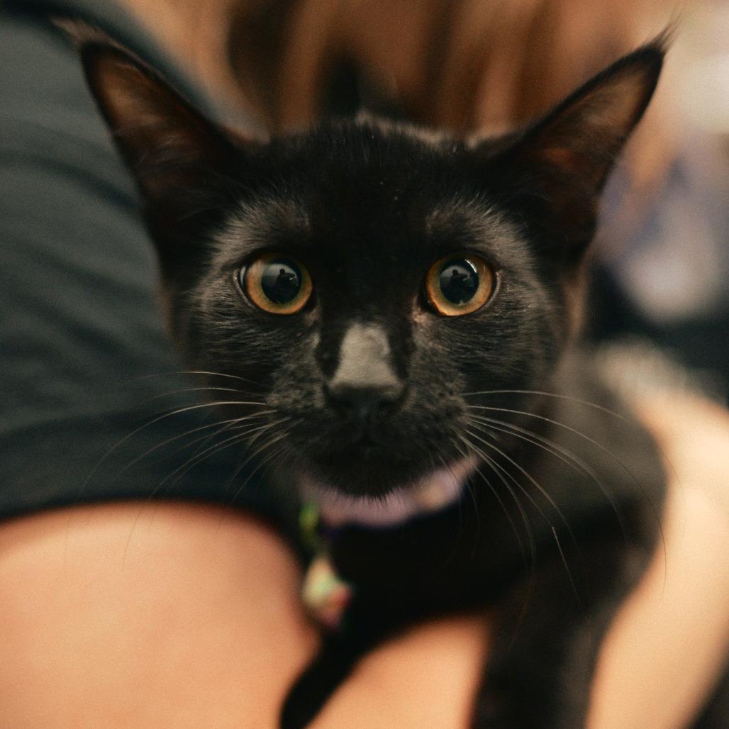 Enlarge Binx, a Adoptable Domestic Short Hair in Vallejo, CA image 2/3