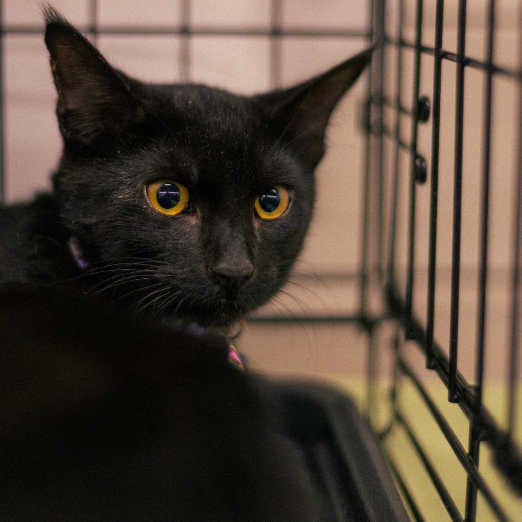 Enlarge Binx, a Adoptable Domestic Short Hair in Vallejo, CA image 3/3