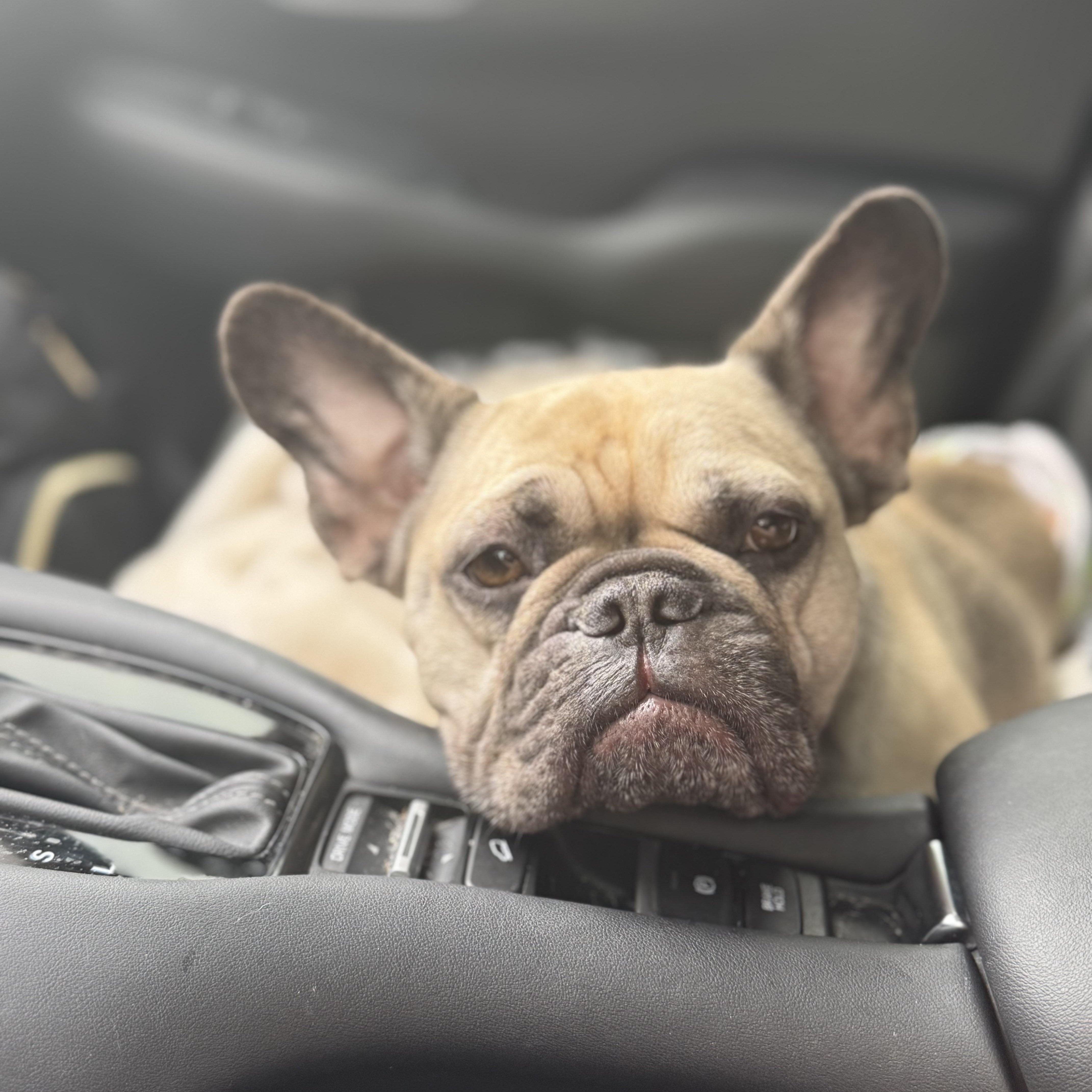 Devina (Courtesy Post), a Adoptable French Bulldog in New Orleans, LA image 3/4