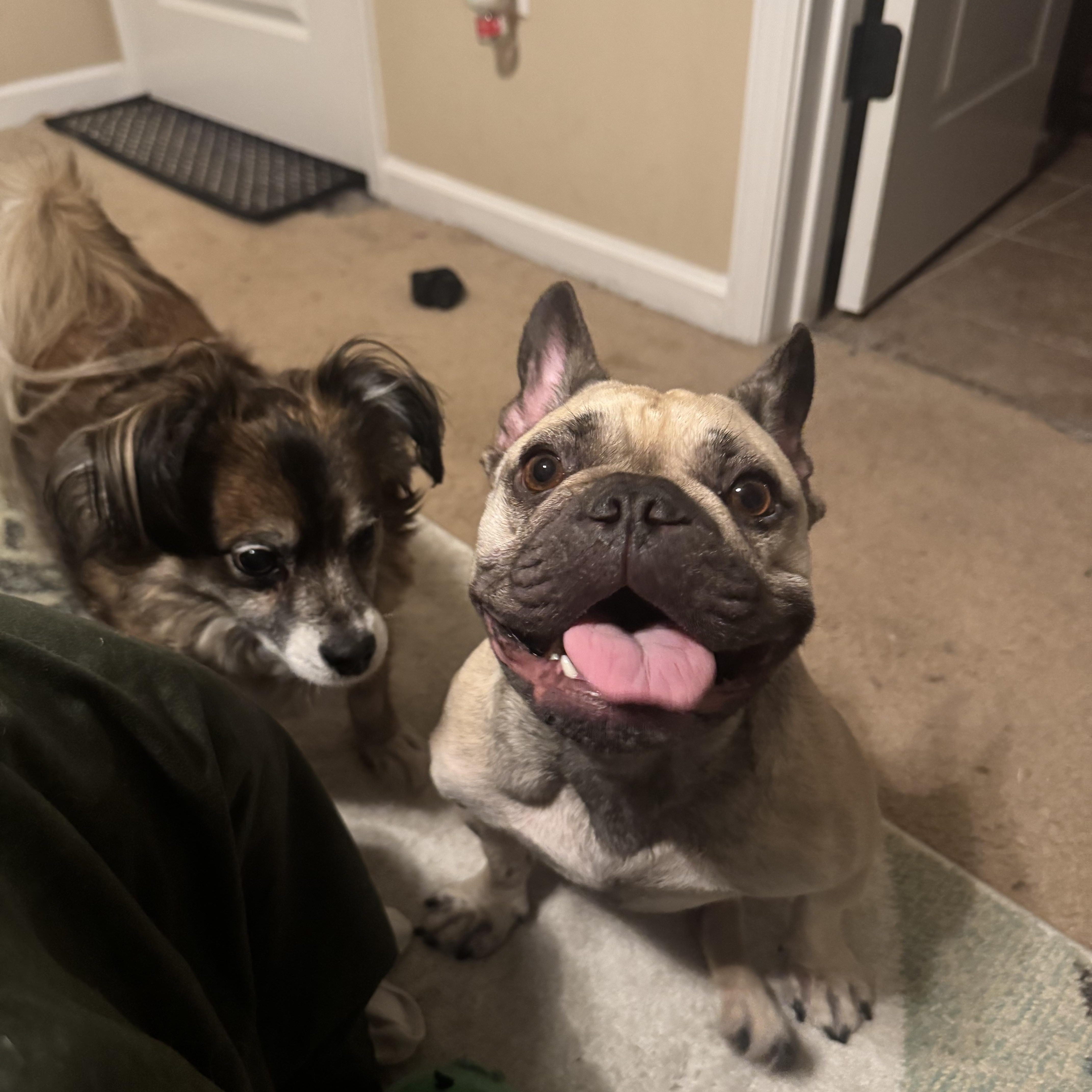 Devina (Courtesy Post), a Adoptable French Bulldog in New Orleans, LA image 4/4