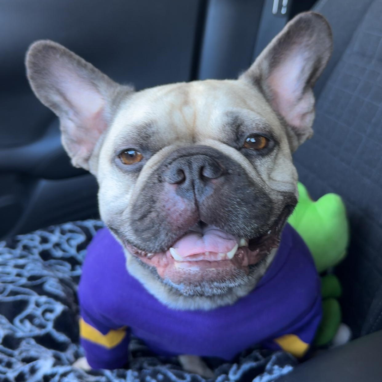 Devina (Courtesy Post), Adoptable, Adult Female French Bulldog.