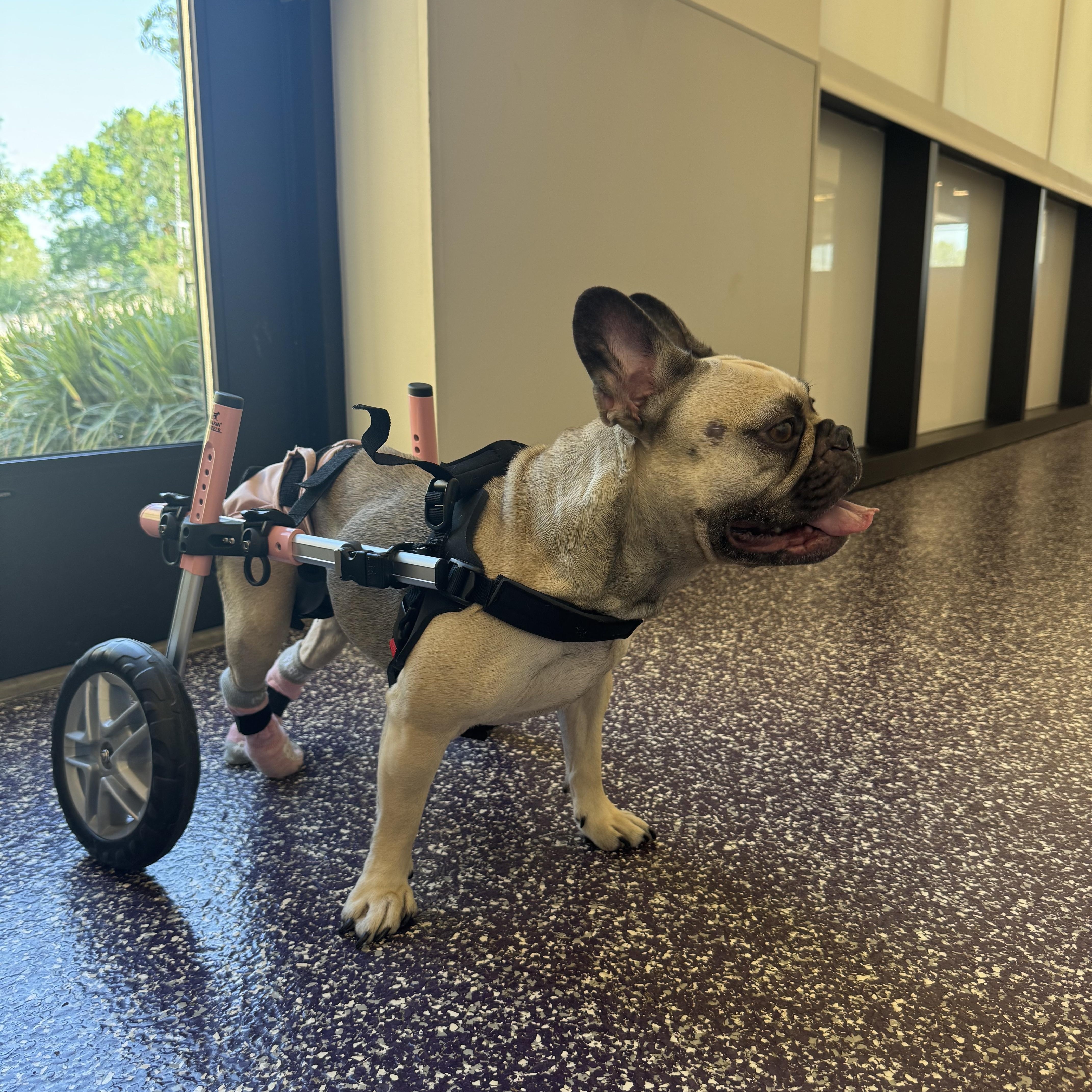 Devina (Courtesy Post), a Adoptable French Bulldog in New Orleans, LA image 2/4