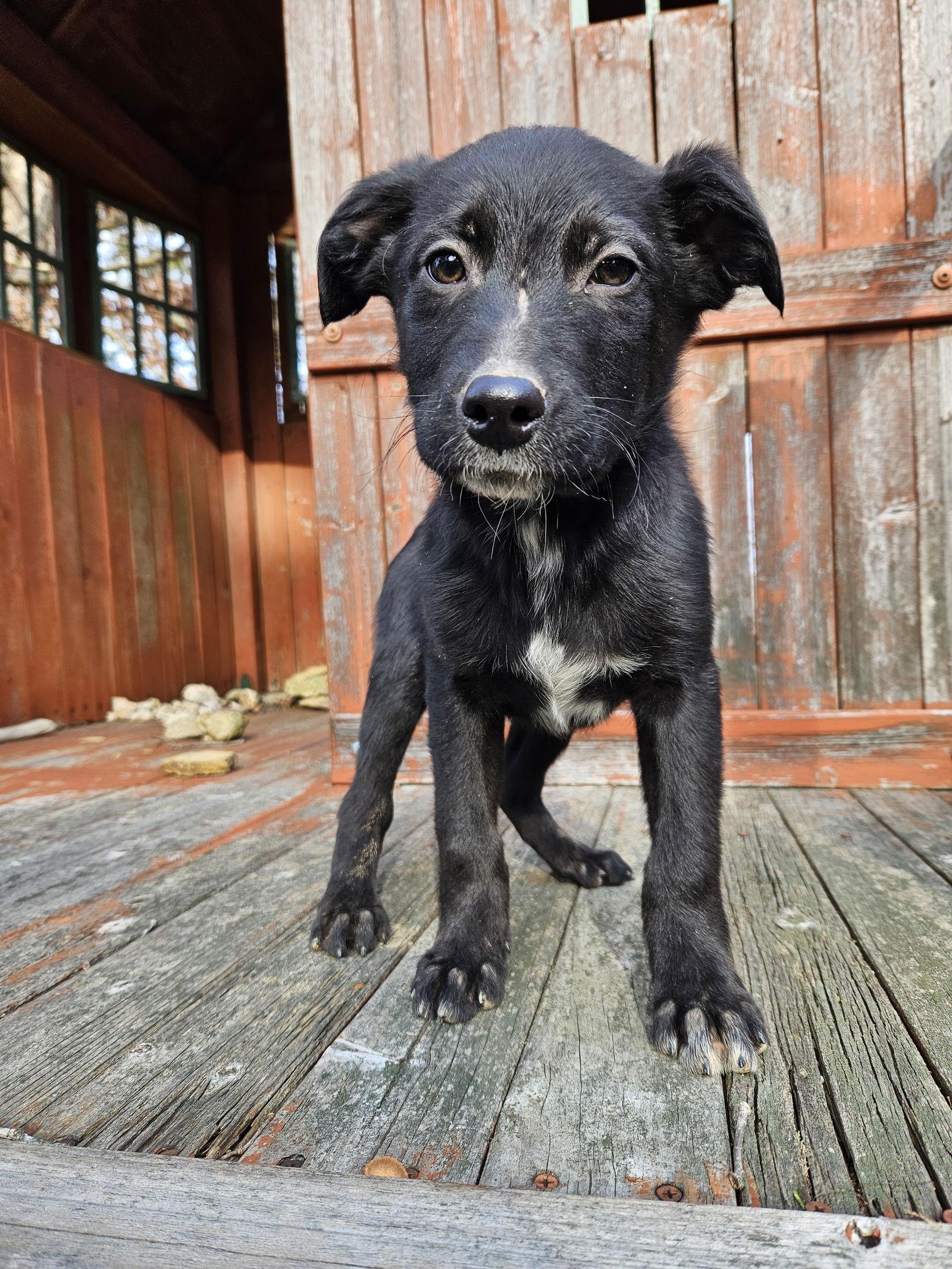 Enlarge Pepperoni, a Adoptable German Shepherd Dog in Louisville, KY image 1/3