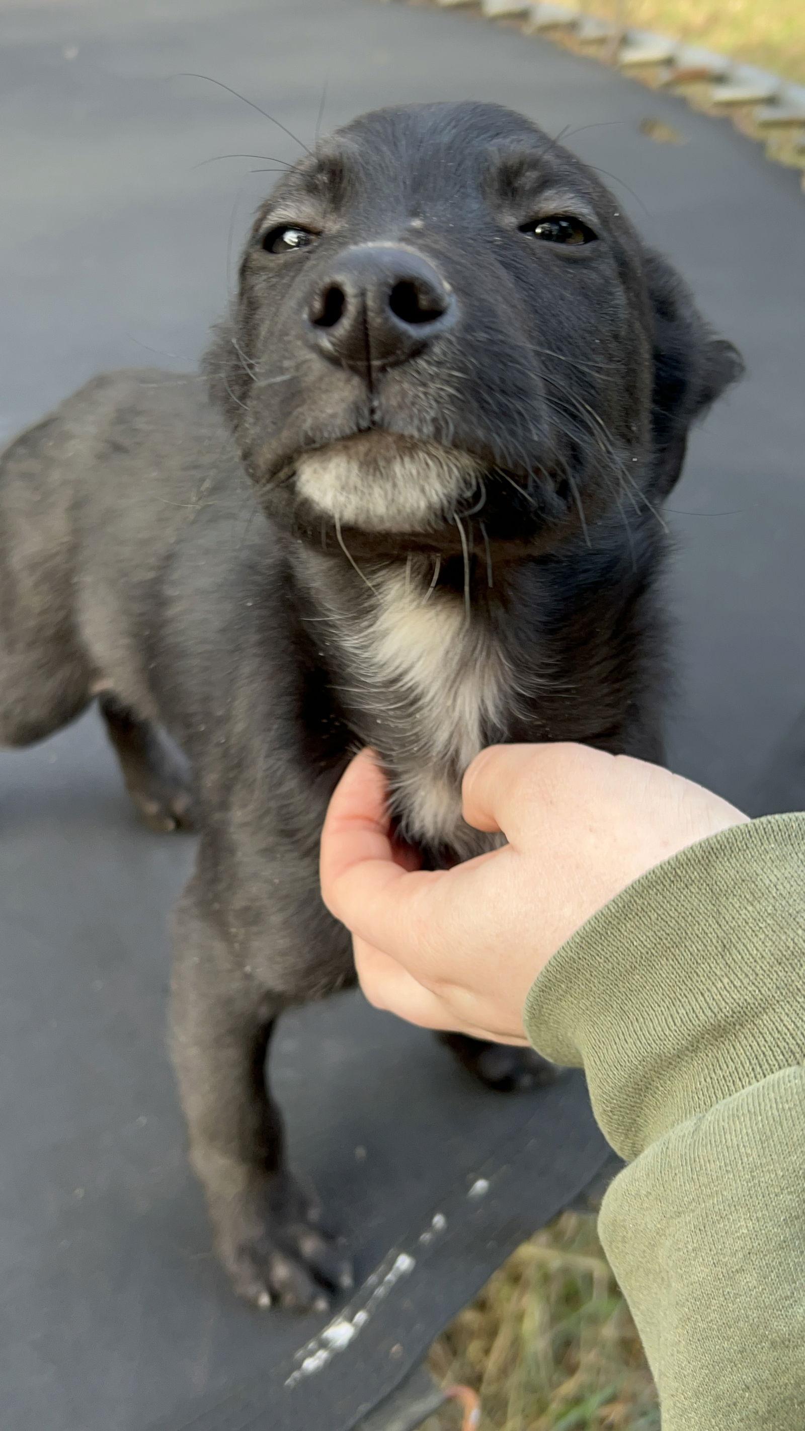 Enlarge Pepperoni, a Adoptable German Shepherd Dog in Louisville, KY image 2/3