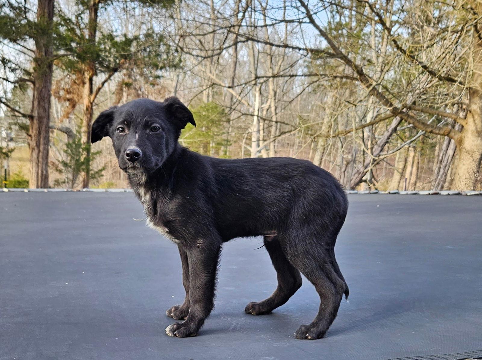 Enlarge Pepperoni, a Adoptable German Shepherd Dog in Louisville, KY image 3/3