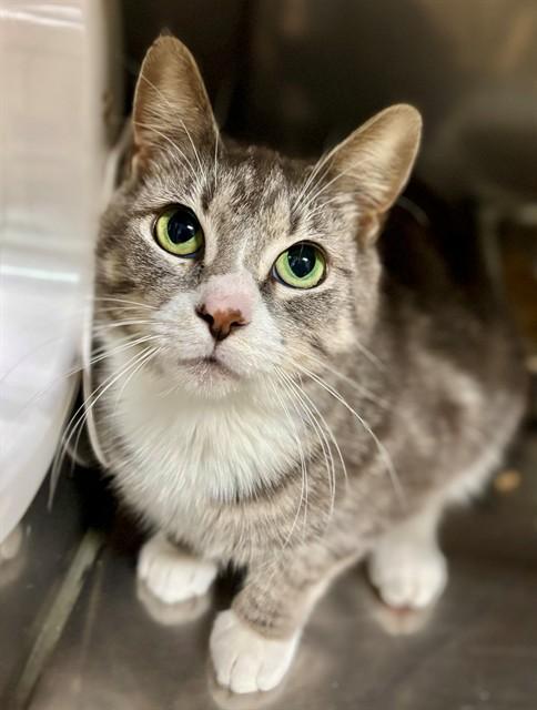 RONA, Adoptable, Young Female Domestic Short Hair.