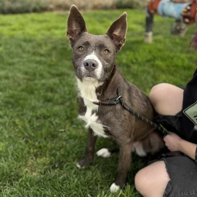Enlarge HAZEL, a Adoptable mixed breed in Modesto, CA image 1/1
